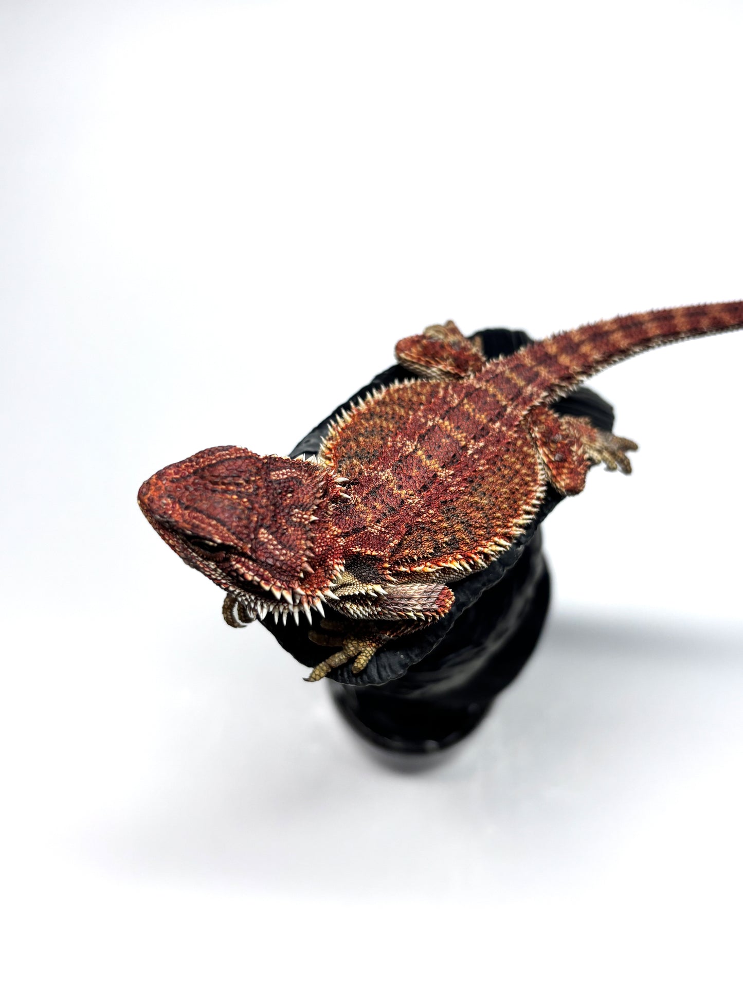 🏎️#20 Red Monster pos G-Stripe🏎️