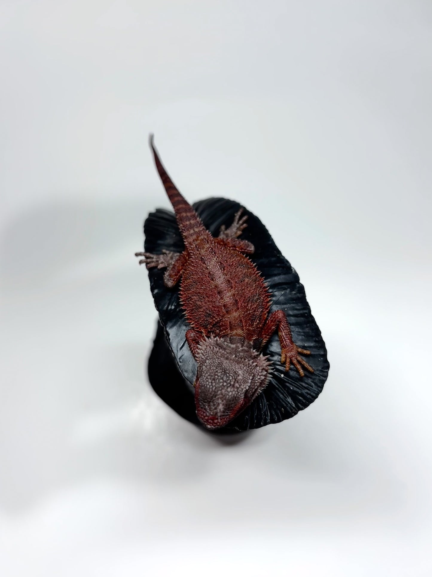 🩸#23 Red Monster Trans Tiger🩸