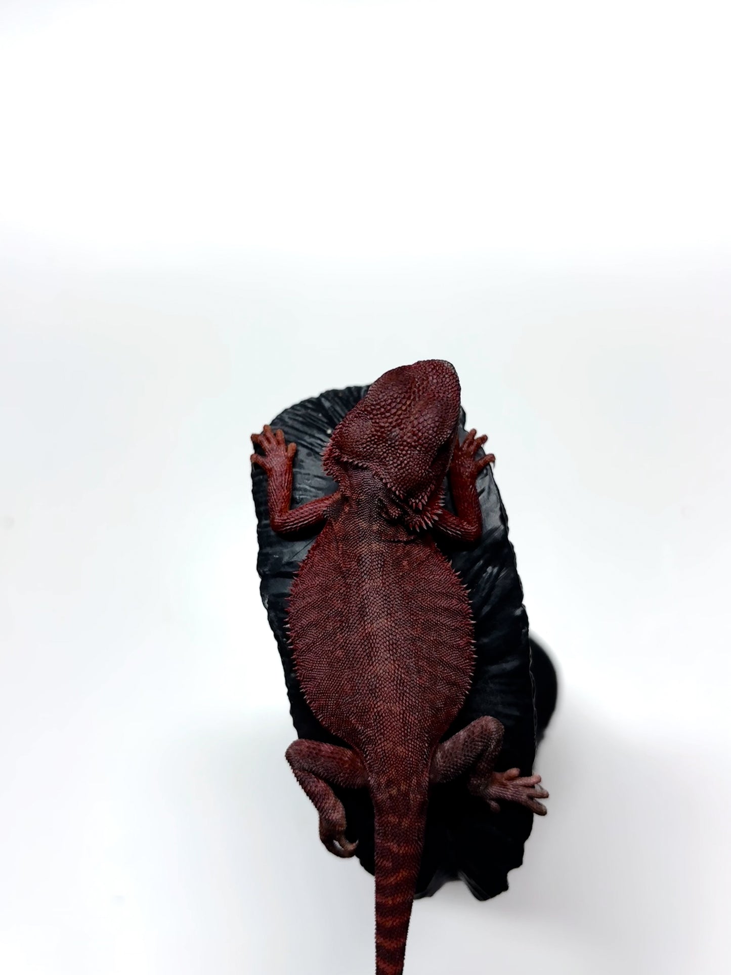 🩸#5 Extreme Dark Red Trans Monster🩸(HOLDBACK)