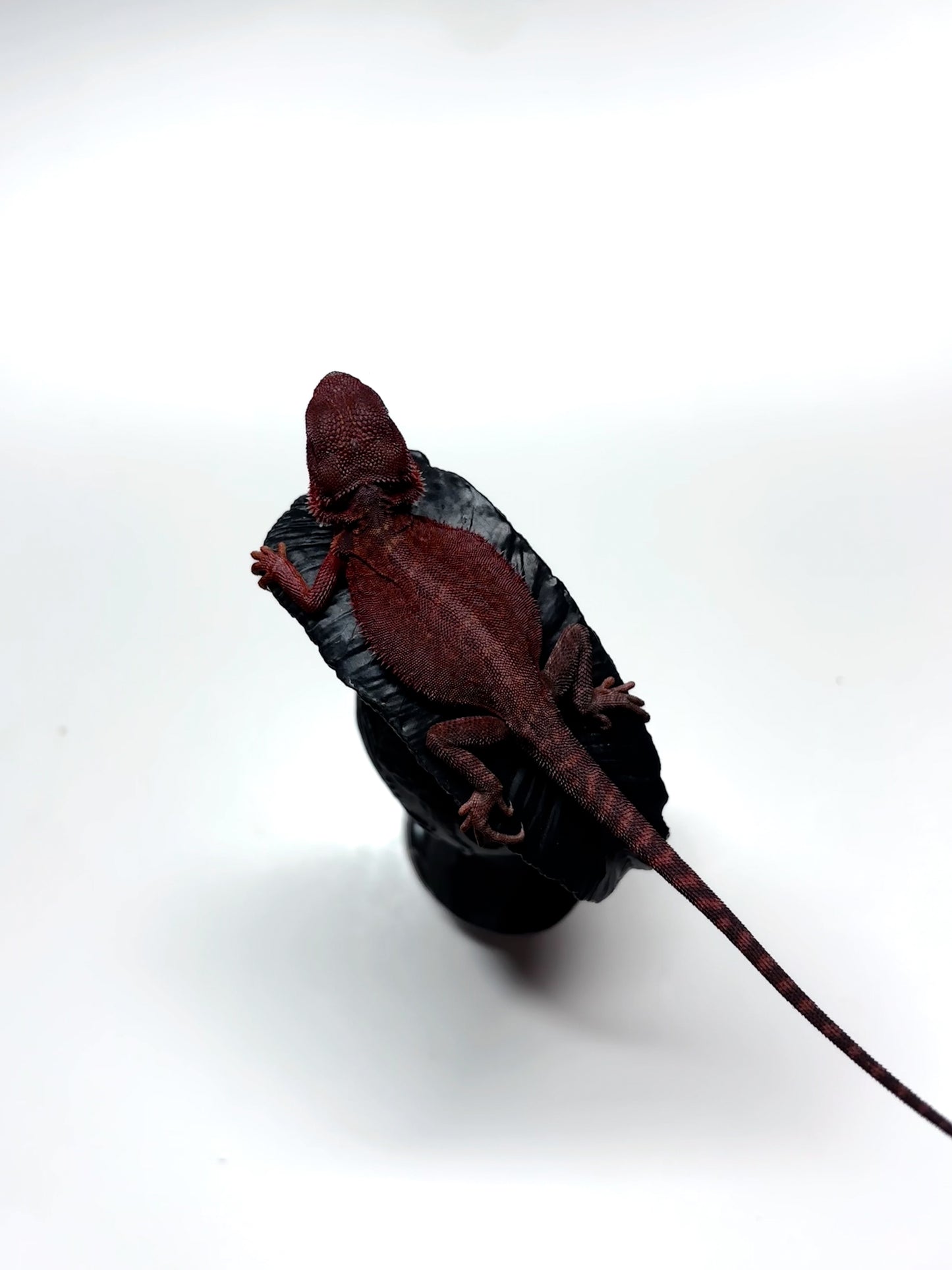 🩸#5 Extreme Dark Red Trans Monster🩸(HOLDBACK)