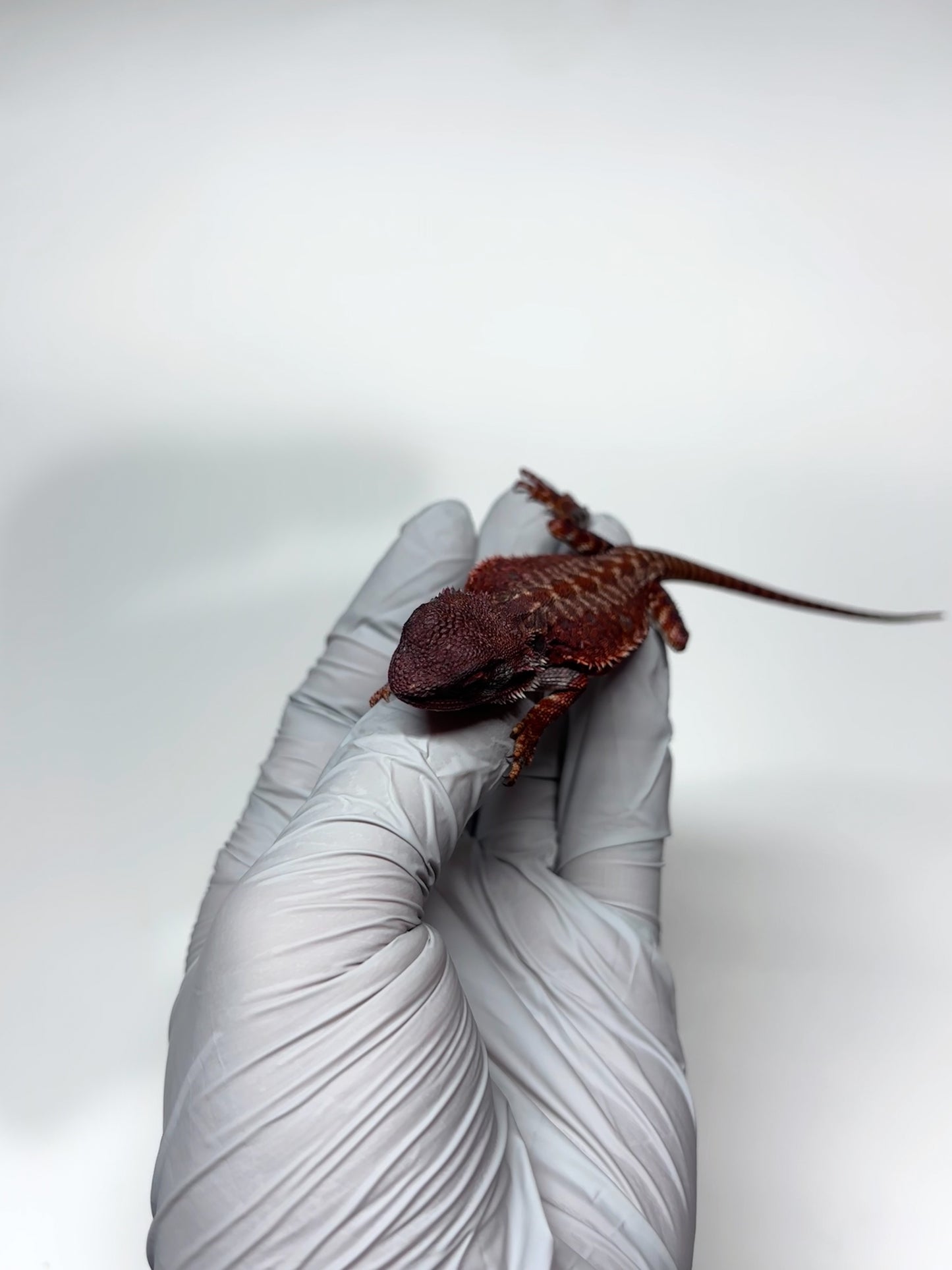 🩸🩸#10 Extreme Dark Red Monster Leatherback🩸🩸(HOLDBACK RELEASE)