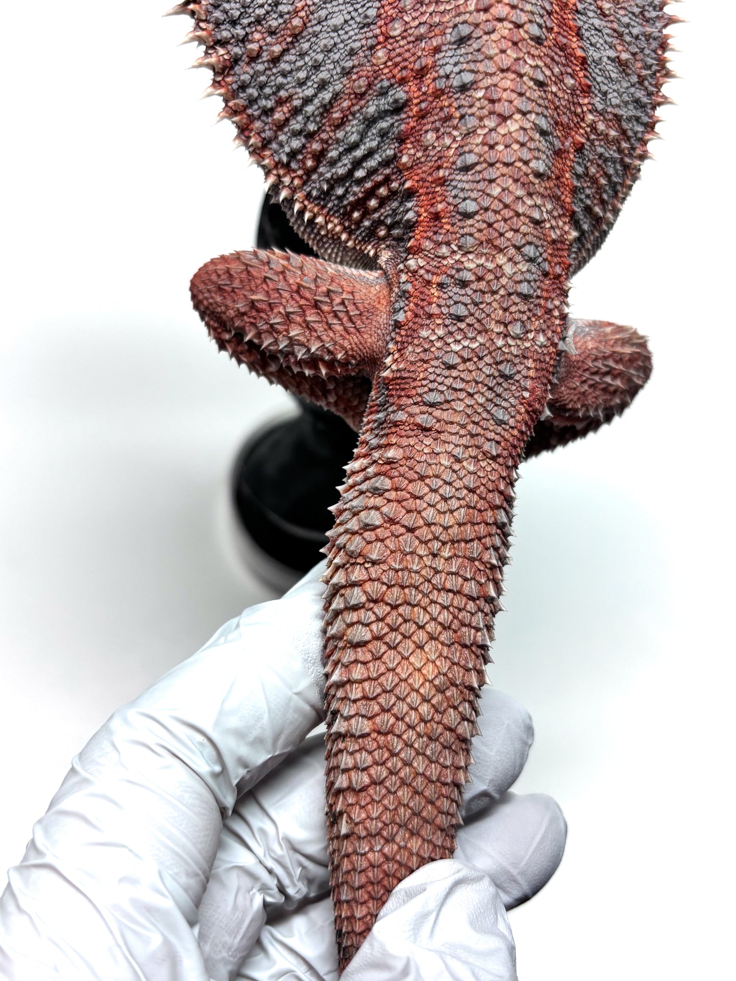 💙❄️#24 EXTREME BLUE HYPO❄️💙