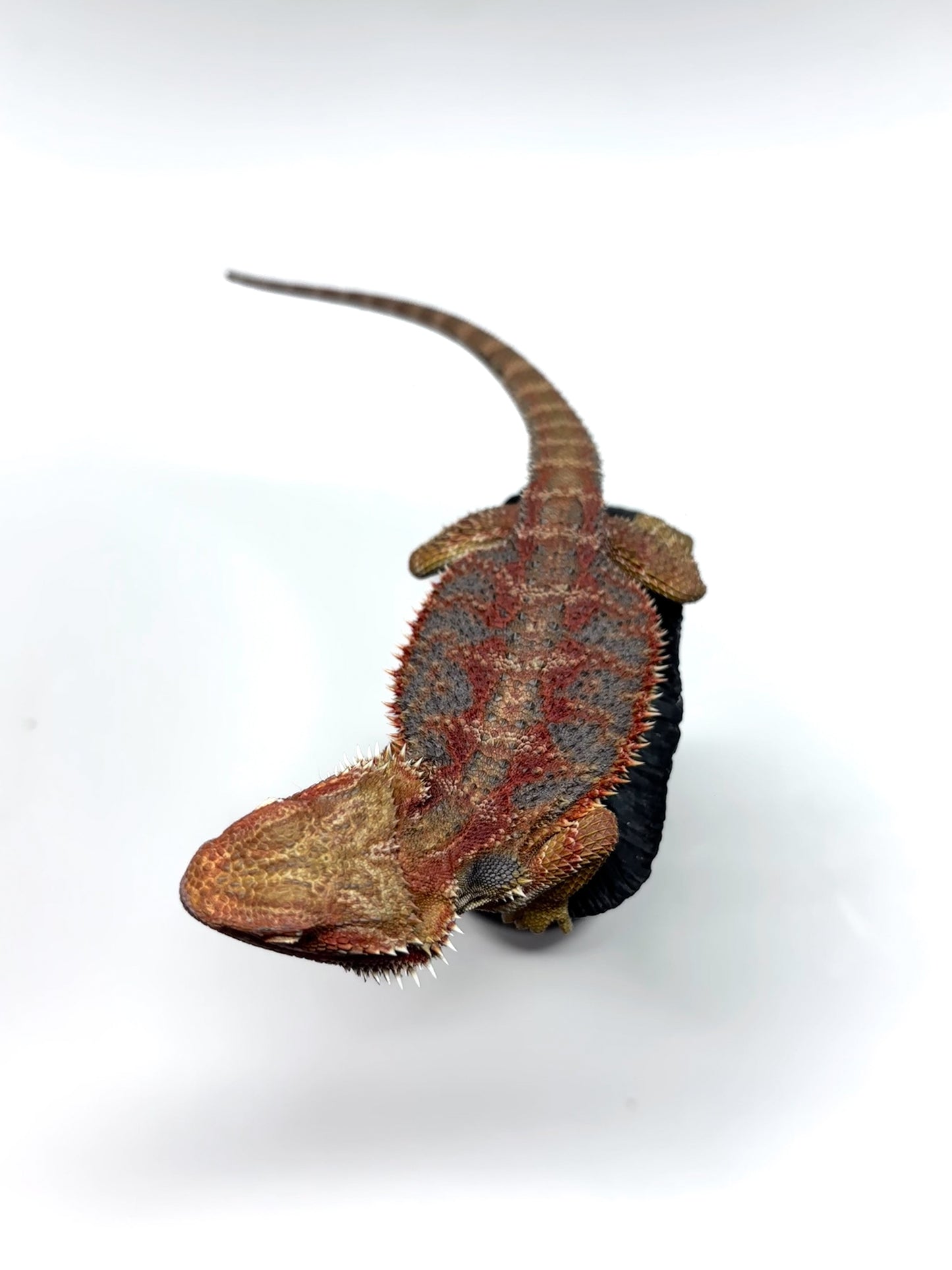 🌈 #21 Hypo Rainbow Blue Tiger🌈