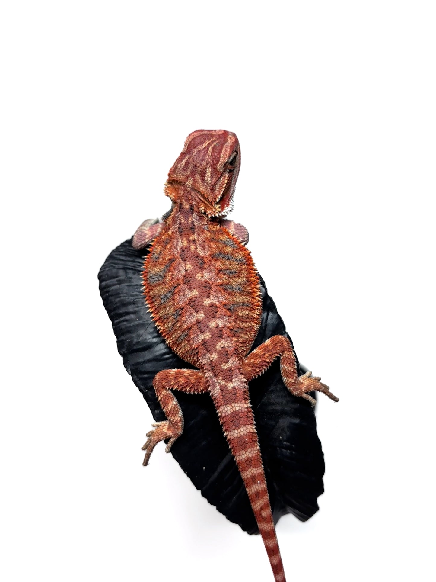 🔥 #27 Half Red Monster Hypo Tiger