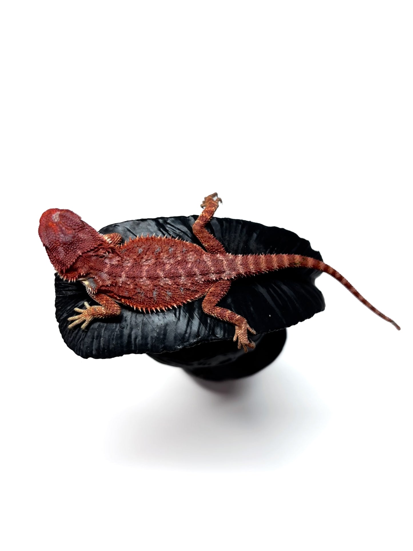 🔥 #26 Hypo Red Monster 🔥