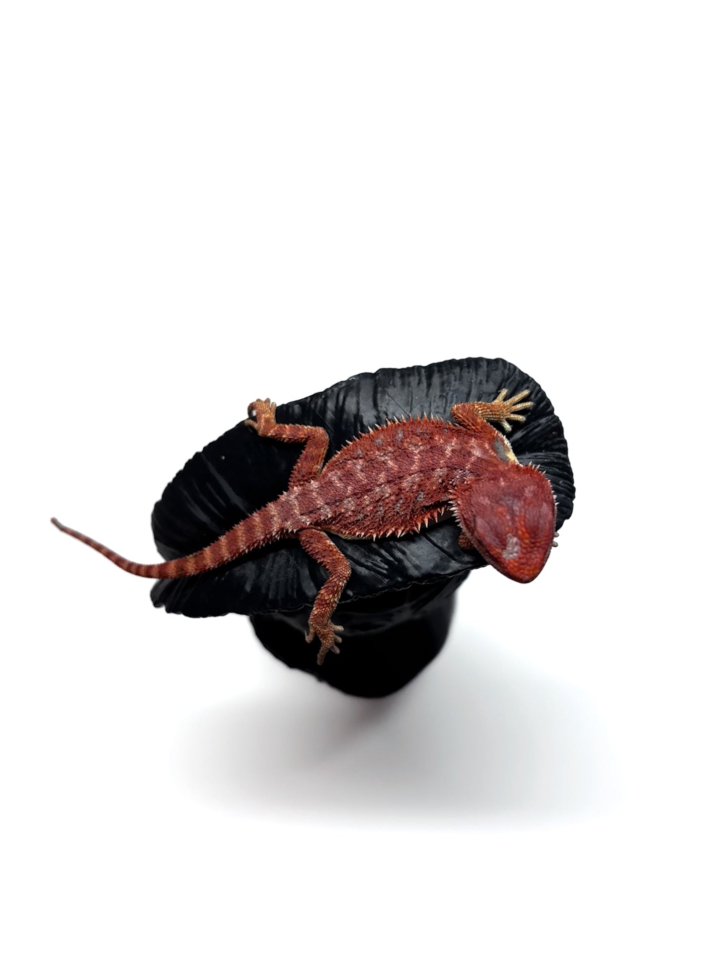 🔥 #26 Hypo Red Monster 🔥