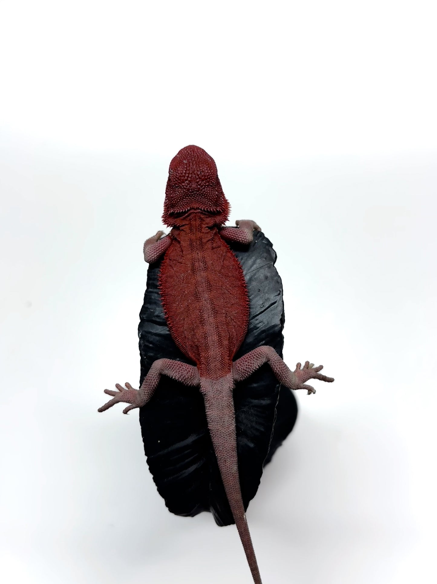 🩸#11 Extreme Red Monster Hypo Trans leather🩸