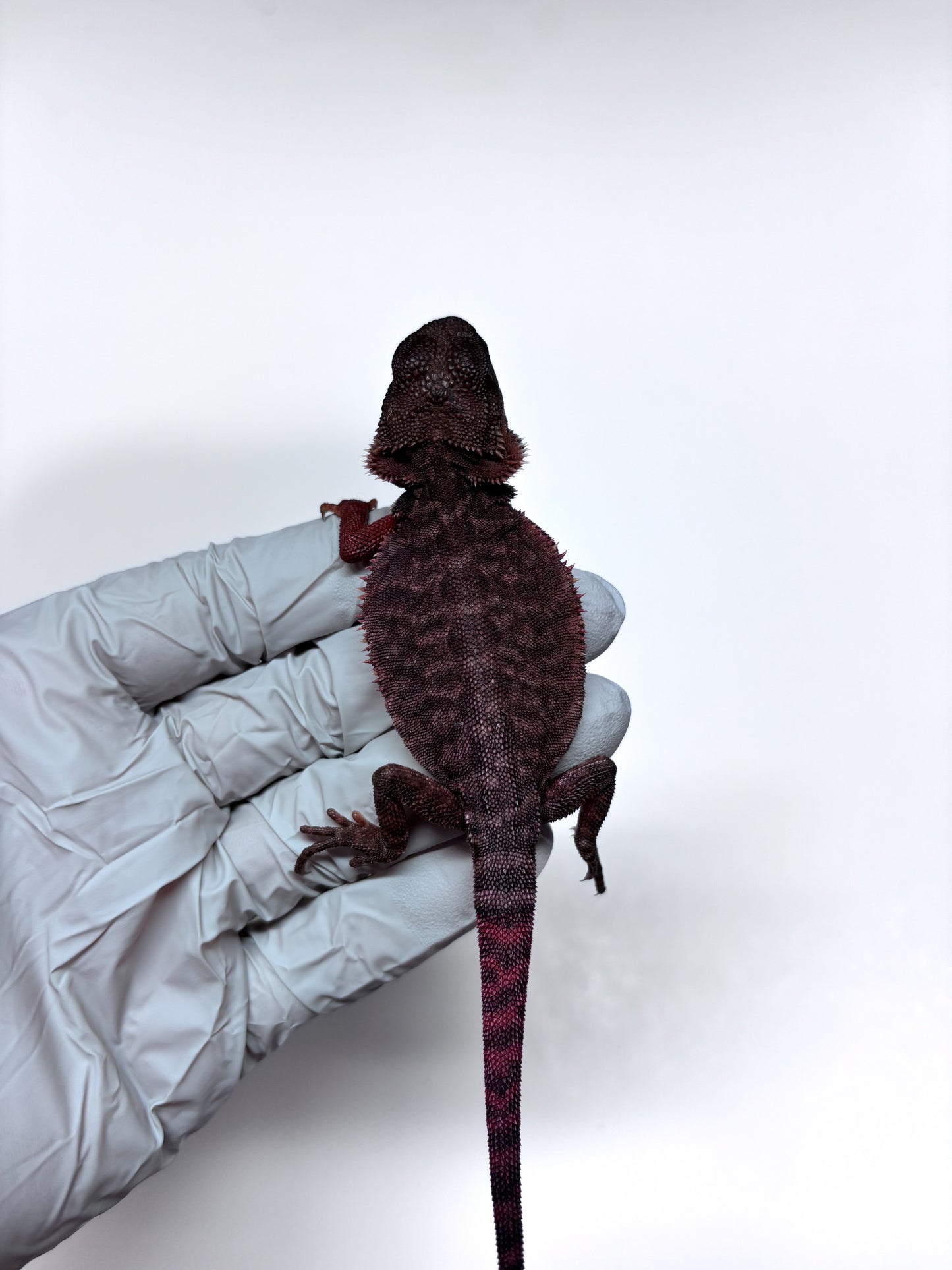 🩸🩸#22 Extreme Dark Red Monster Trans Leatherback🩸🩸