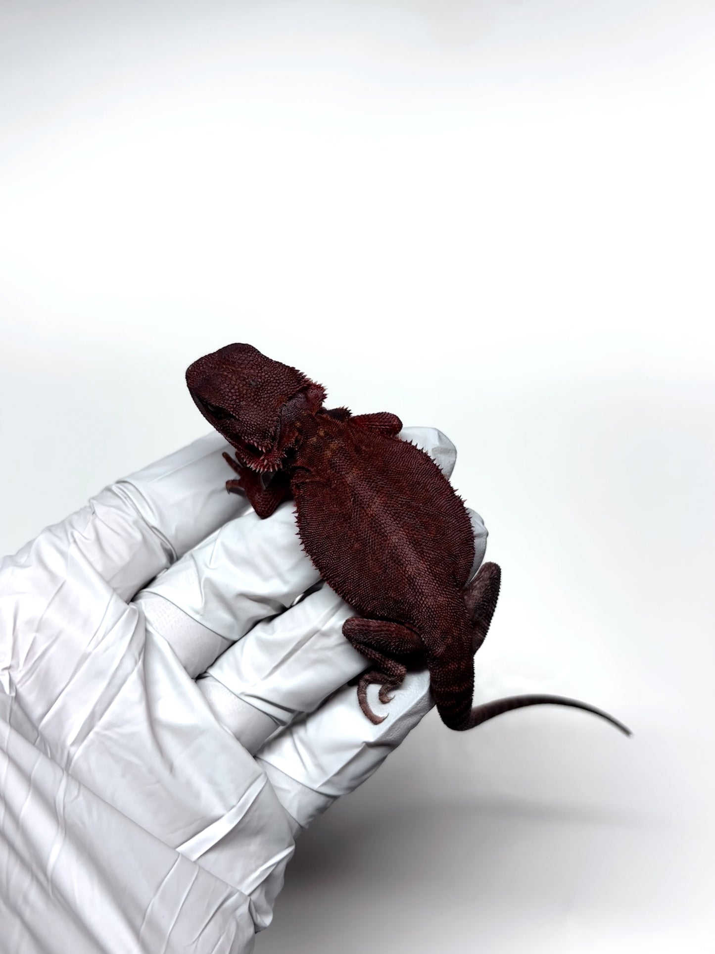 🩸#5 Extreme Dark Red Trans Monster🩸(HOLDBACK)