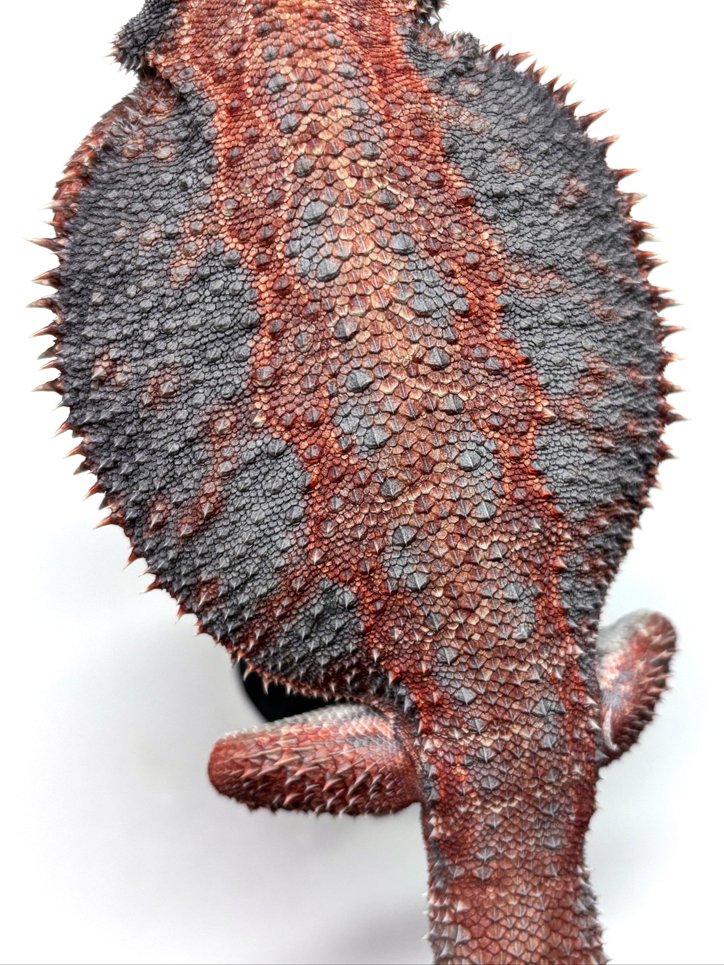 💙❄️#24 EXTREME BLUE HYPO❄️💙