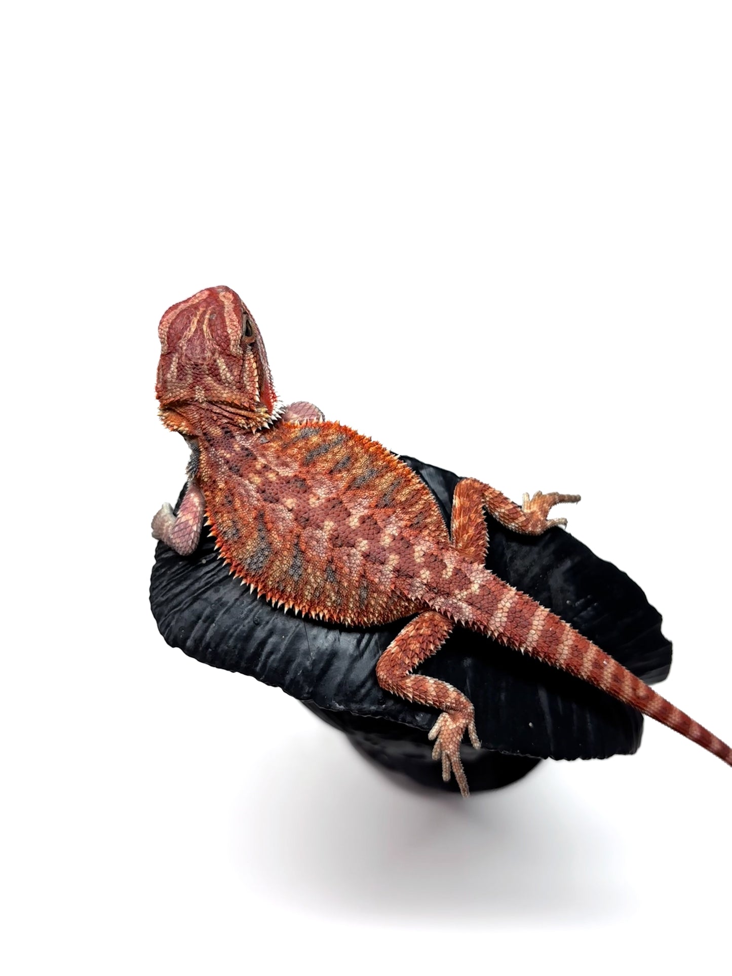 🔥 #27 Half Red Monster Hypo Tiger