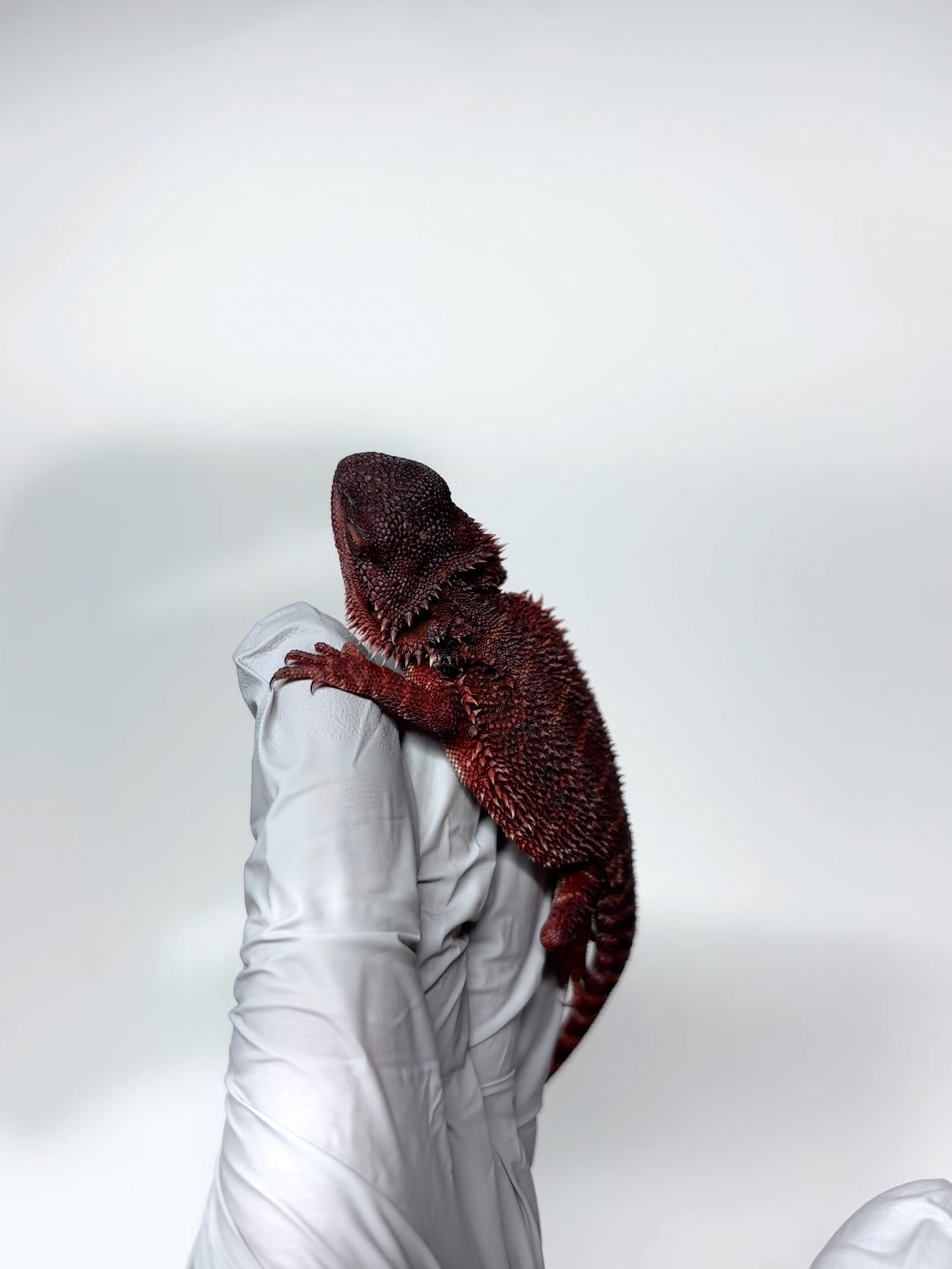 🩸#13 Extreme Dark Red Monster🩸