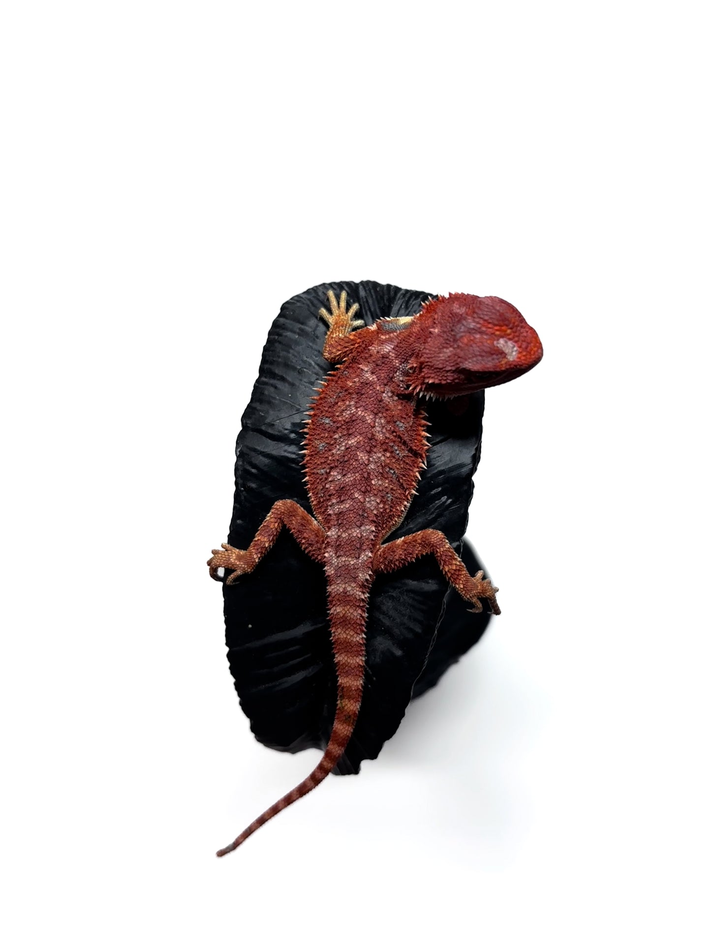 🔥 #26 Hypo Red Monster 🔥