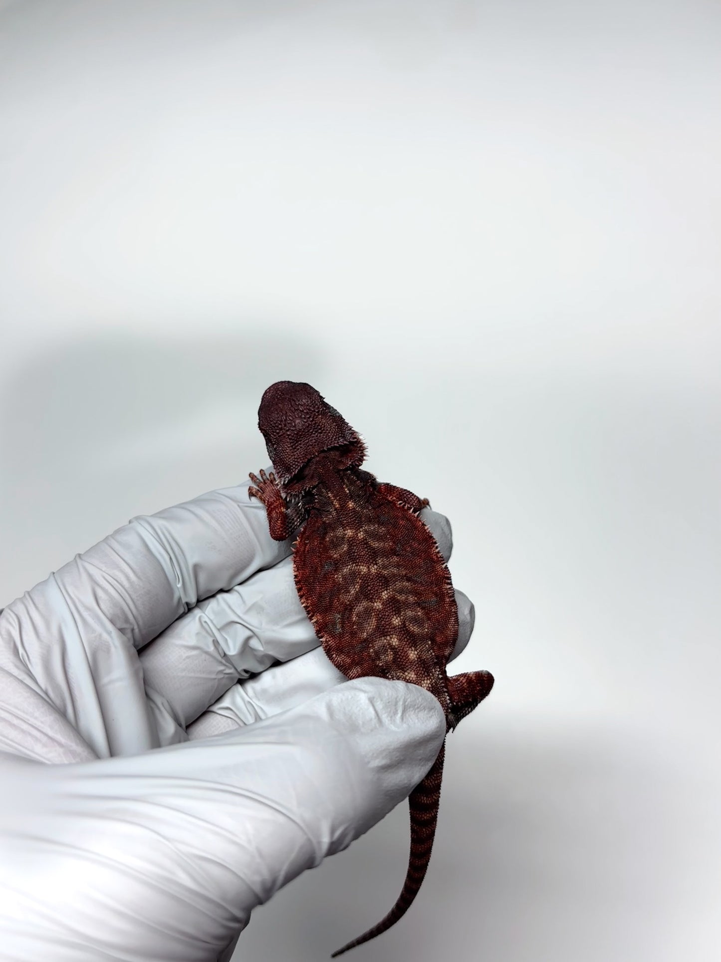 🩸🩸#10 Extreme Dark Red Monster Leatherback🩸🩸(HOLDBACK RELEASE)