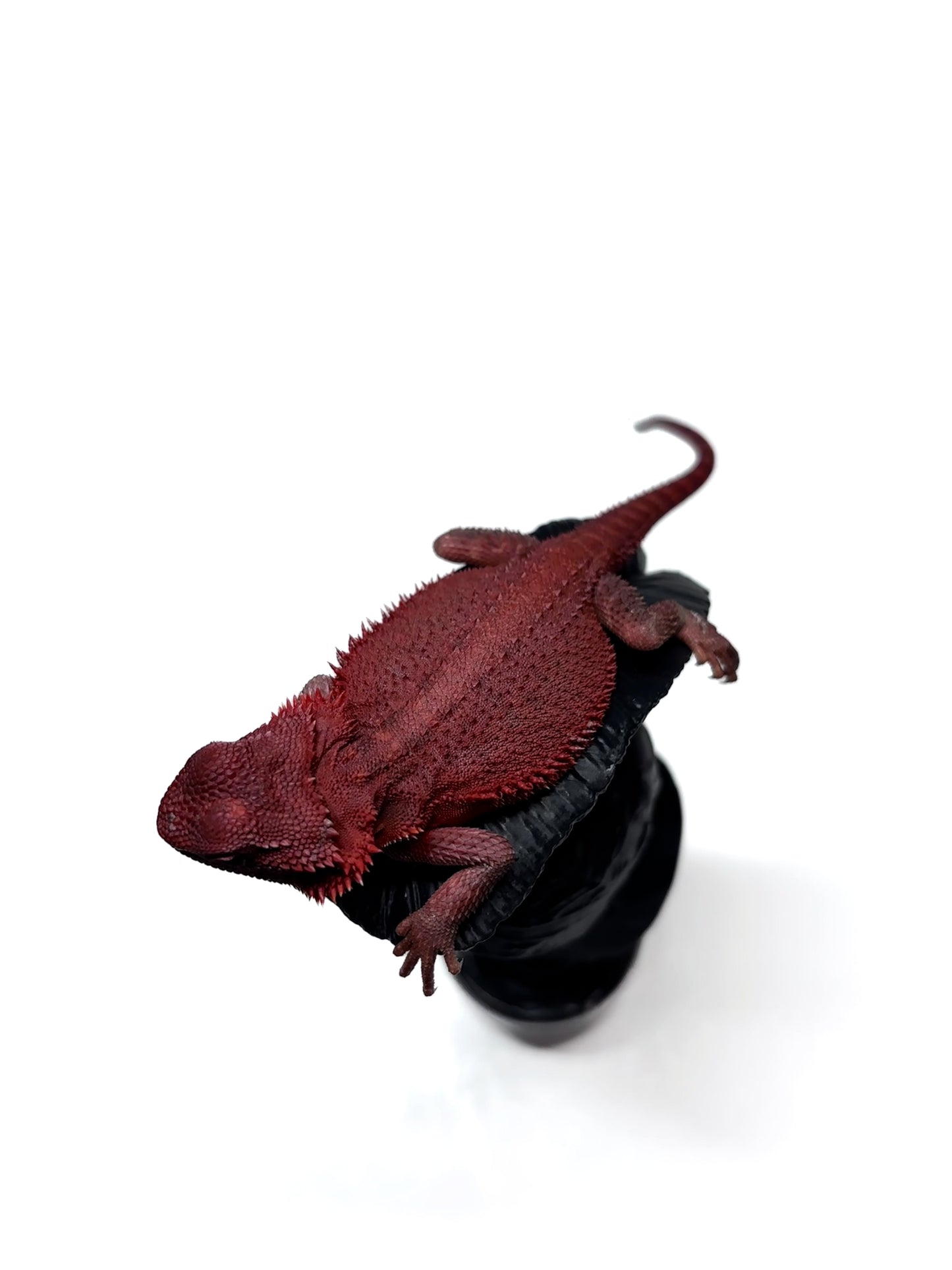 🩸 #4 Extreme Dark Red Monster Trans🩸