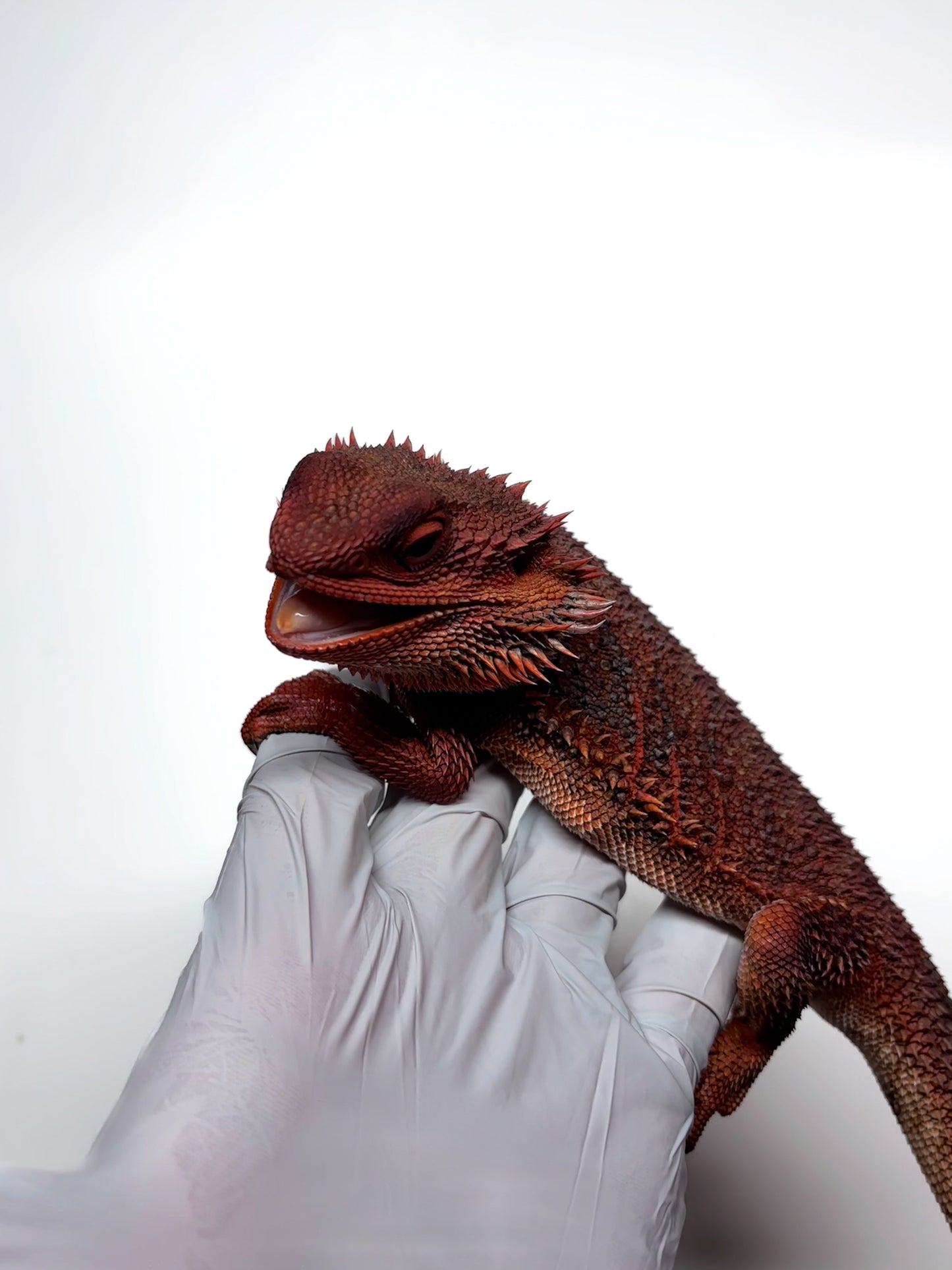 ❄️🩸#1 ADULT Red Monster Blue Tiger🩸🐯(Holdback Release)