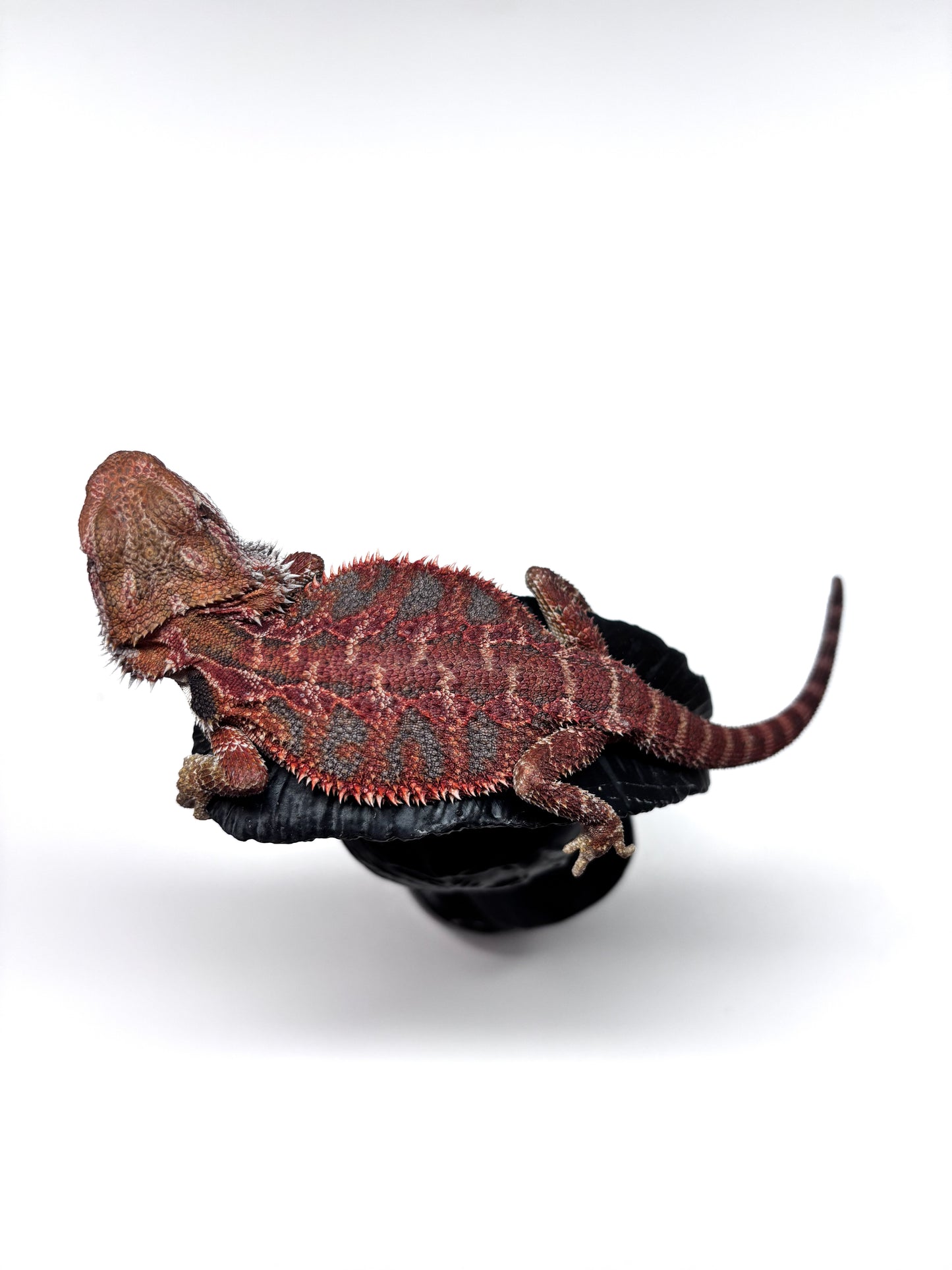 💙🔥#12 Red Blue Tiger 🔥💙