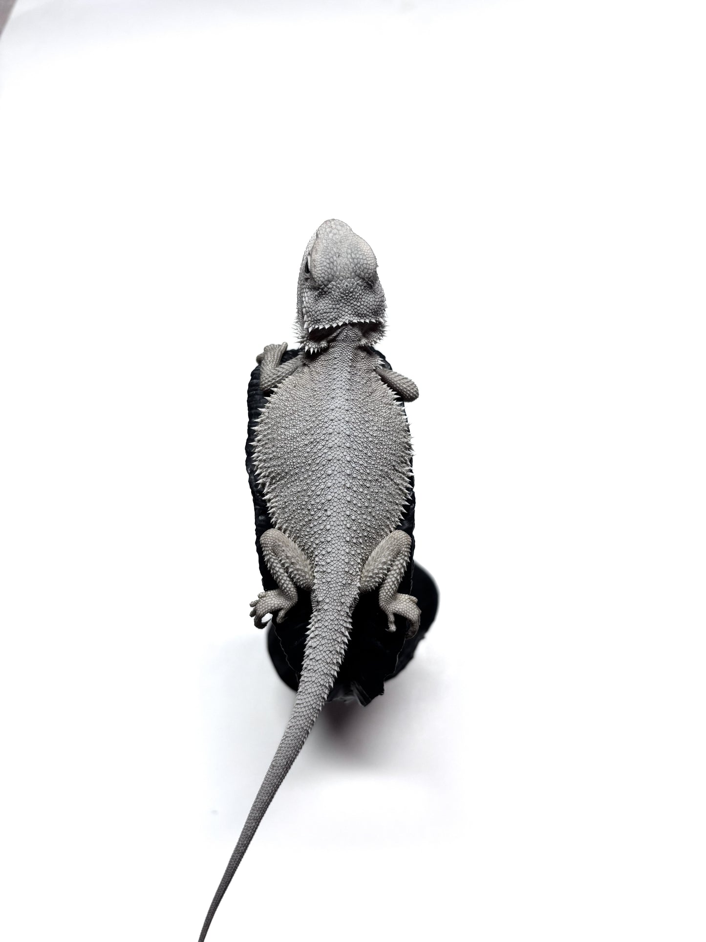 ❄️#14 Hypo Zero❄️