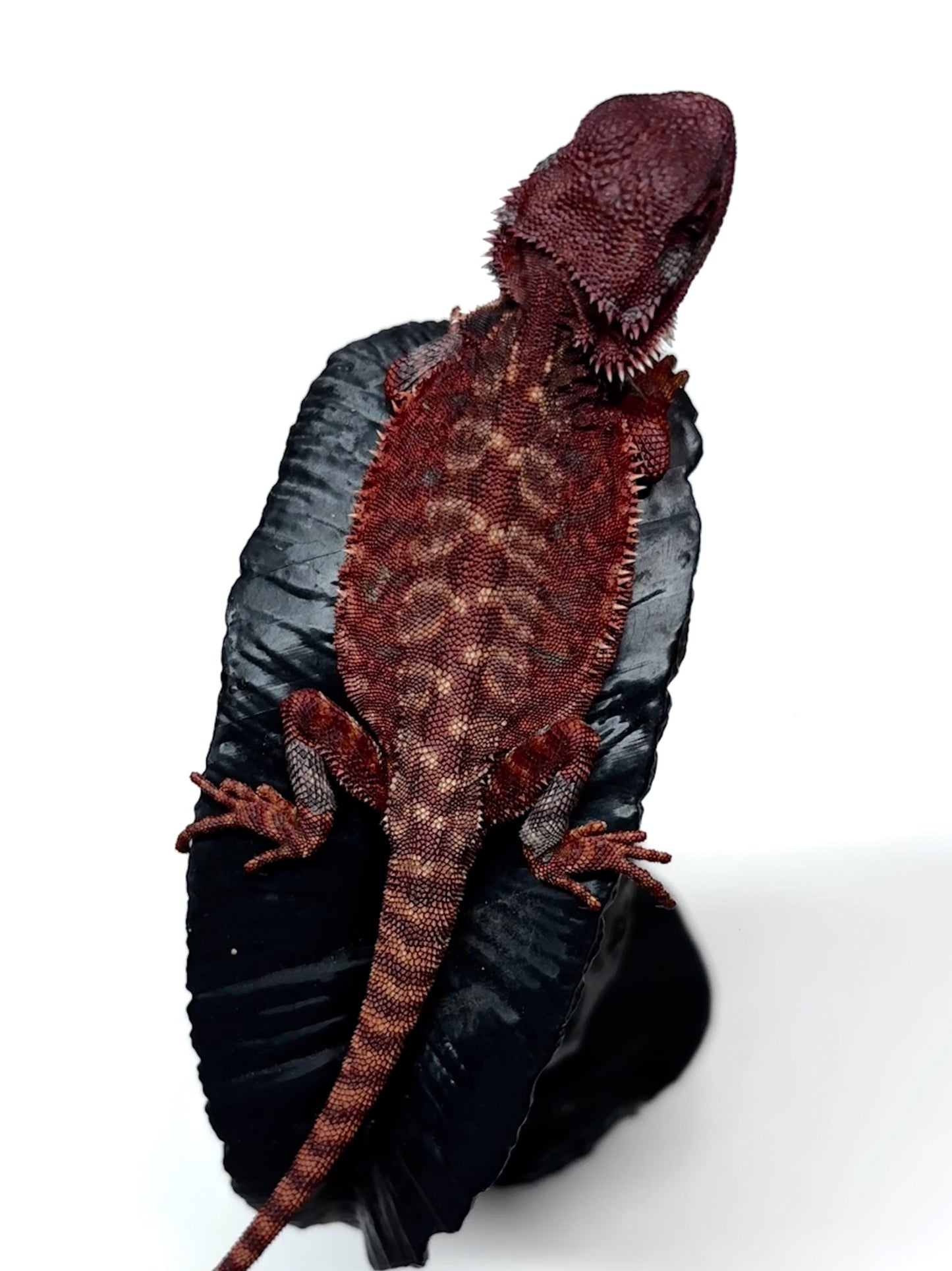 🩸🩸#10 Extreme Dark Red Monster Leatherback🩸🩸(HOLDBACK RELEASE)