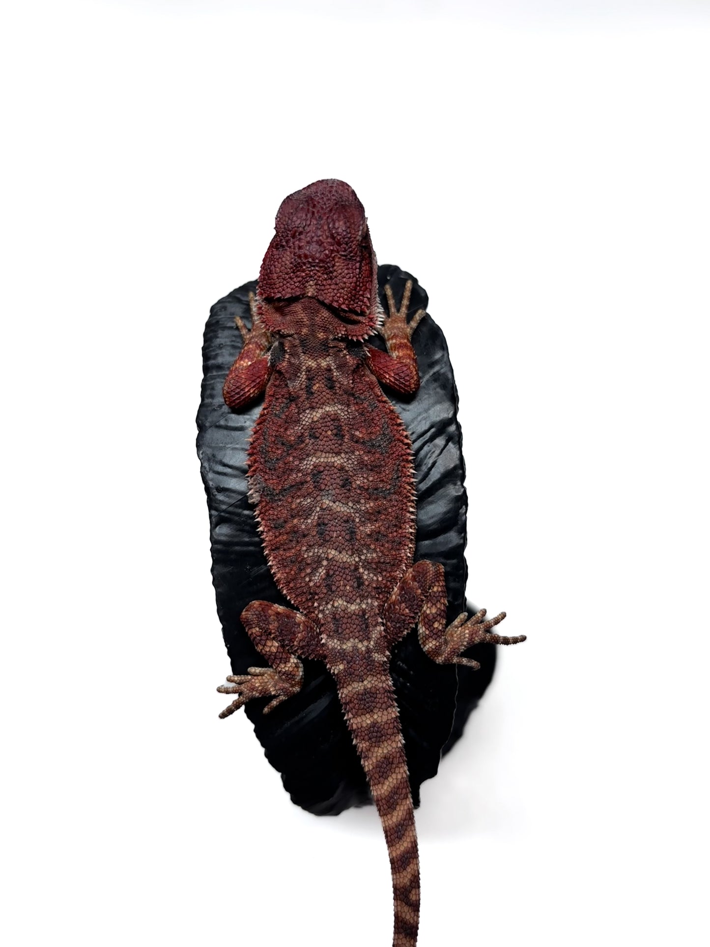 🩸 #4 Extreme Dark Red Monster Tiger🩸