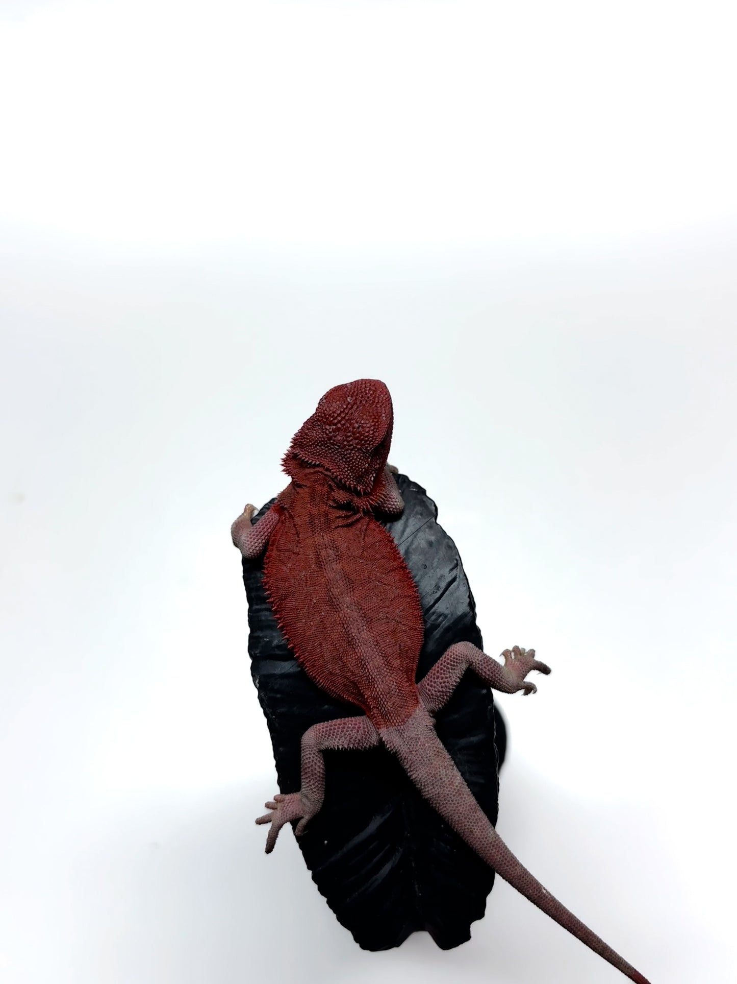 🩸#11 Extreme Red Monster Hypo Trans leather🩸