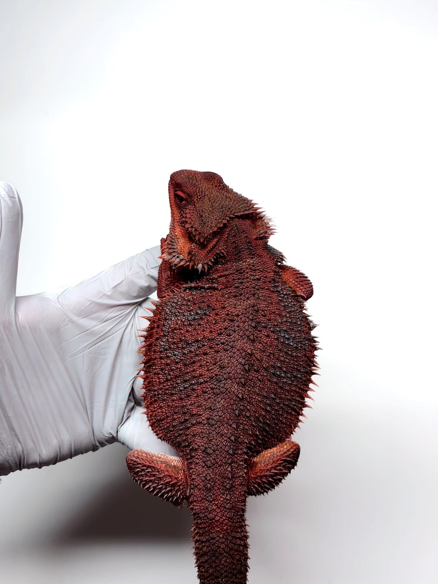 ❄️🩸#1 ADULT Red Monster Blue Tiger🩸🐯(Holdback Release)