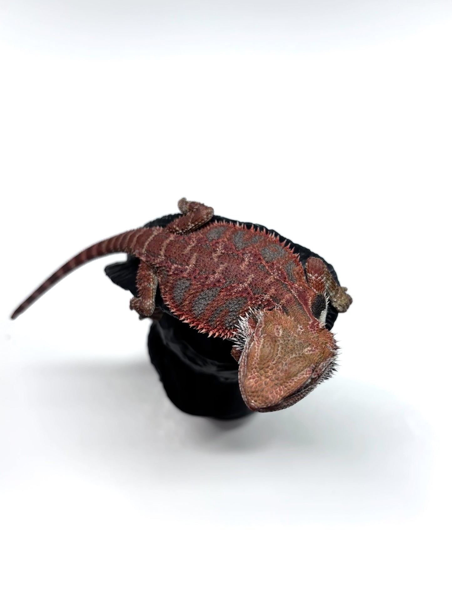 💙🔥#12 Red Blue Tiger 🔥💙