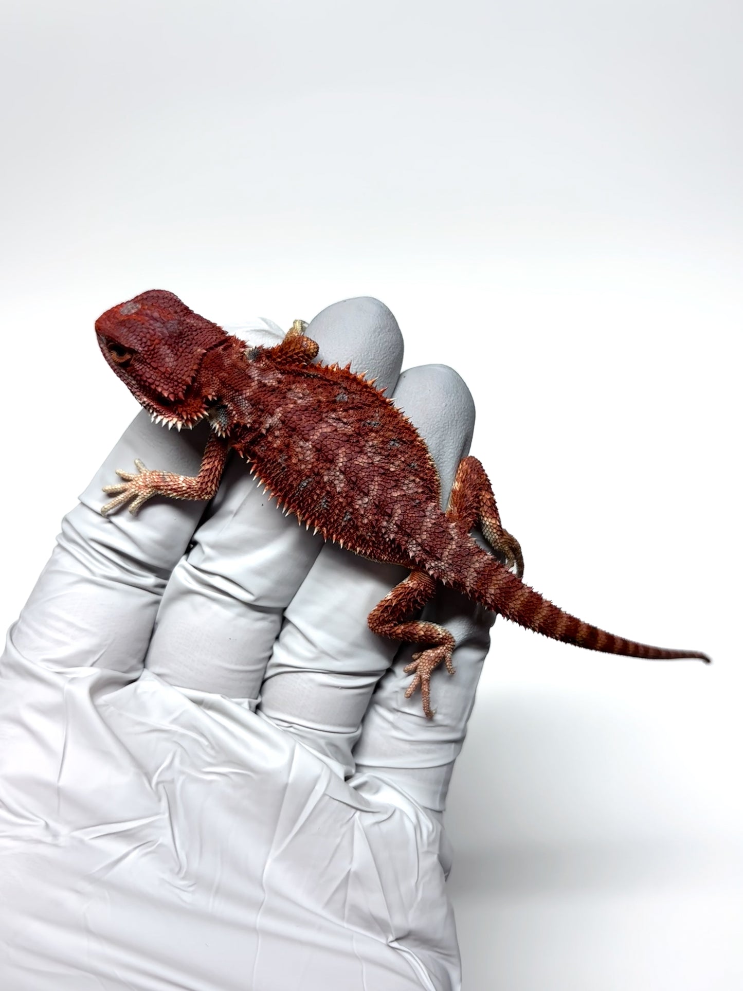 🔥 #26 Hypo Red Monster 🔥