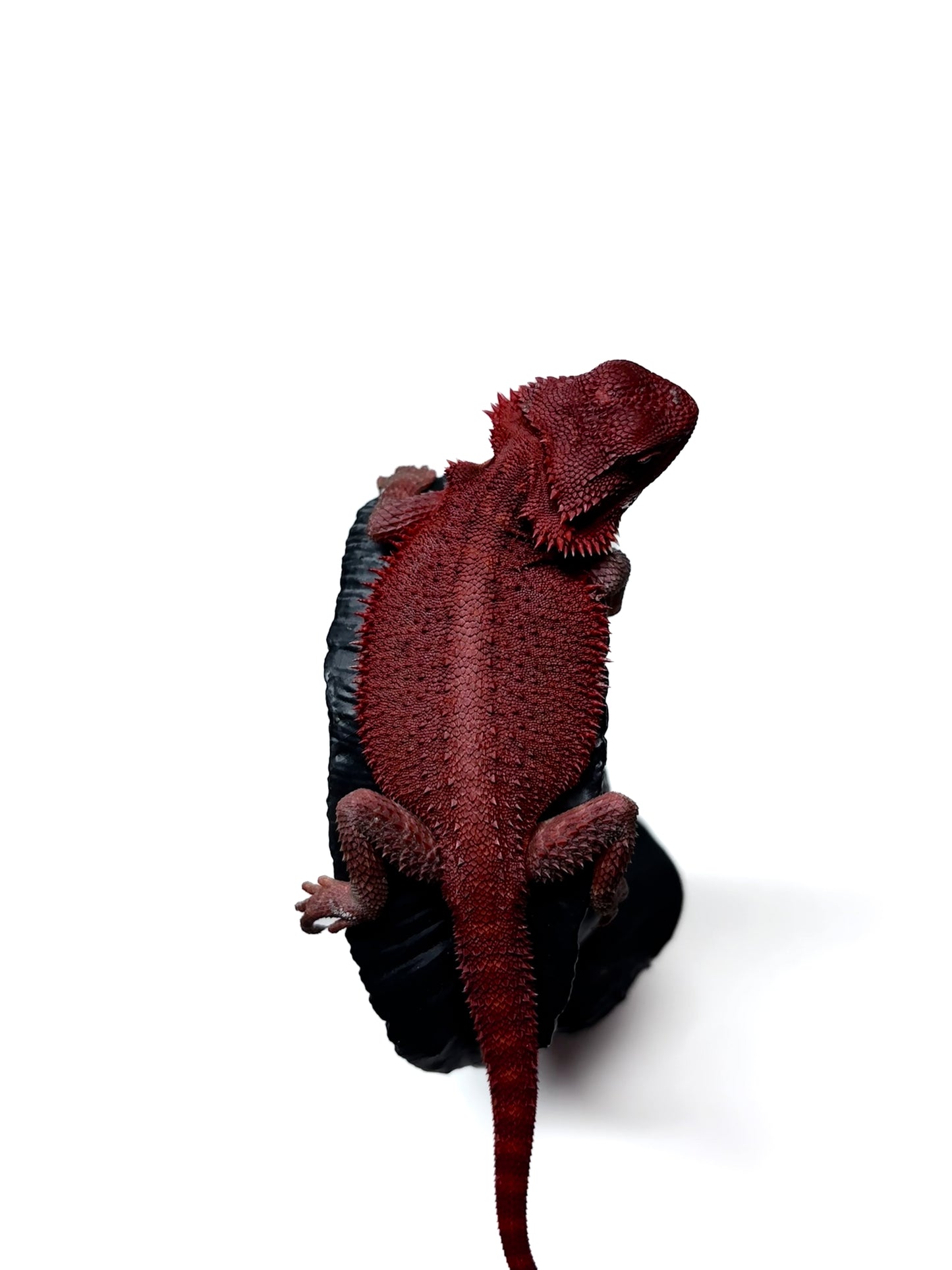 🩸 #4 Extreme Dark Red Monster Trans🩸