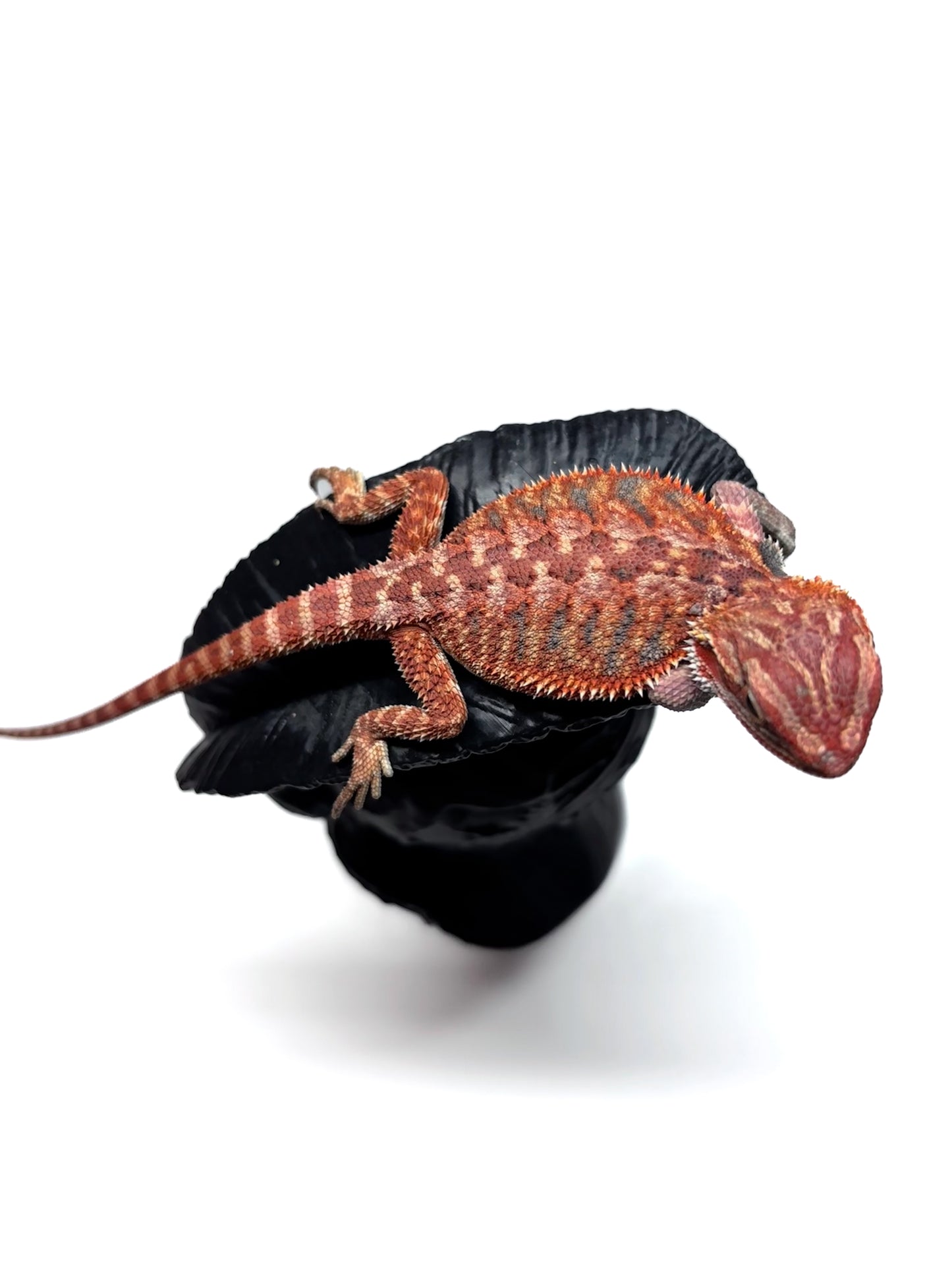 🔥 #27 Half Red Monster Hypo Tiger