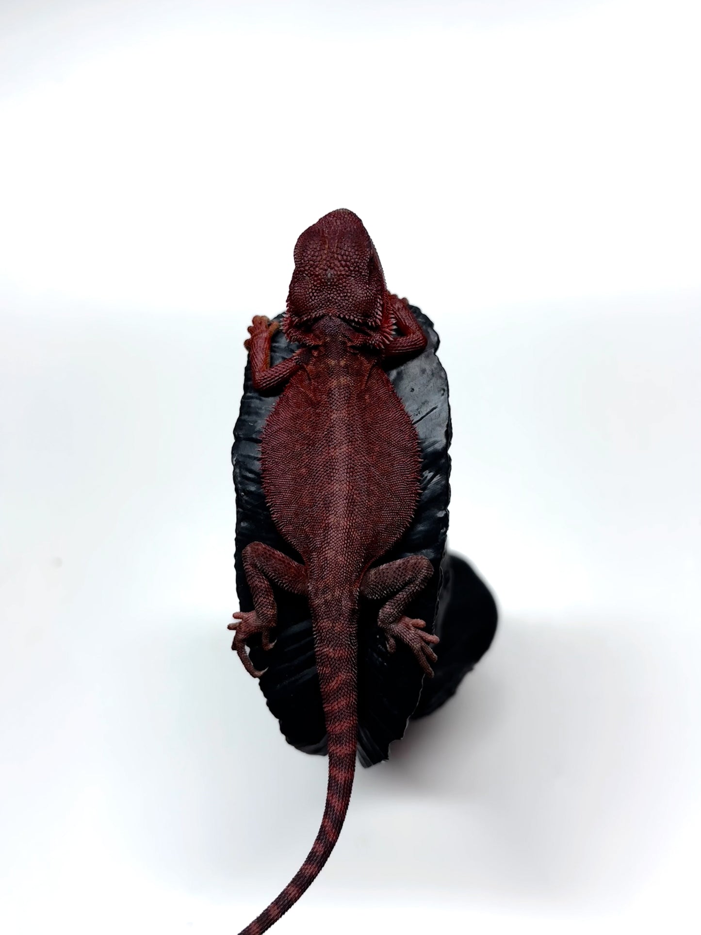 🩸#5 Extreme Dark Red Trans Monster🩸(HOLDBACK)