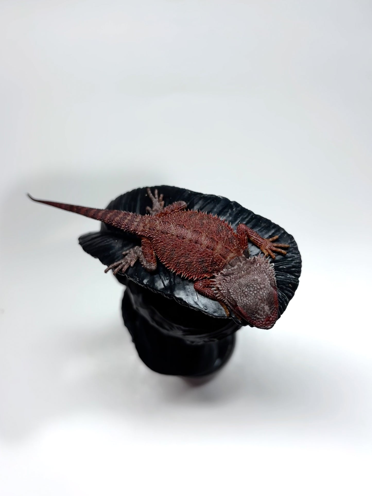 🩸#23 Red Monster Trans Tiger🩸