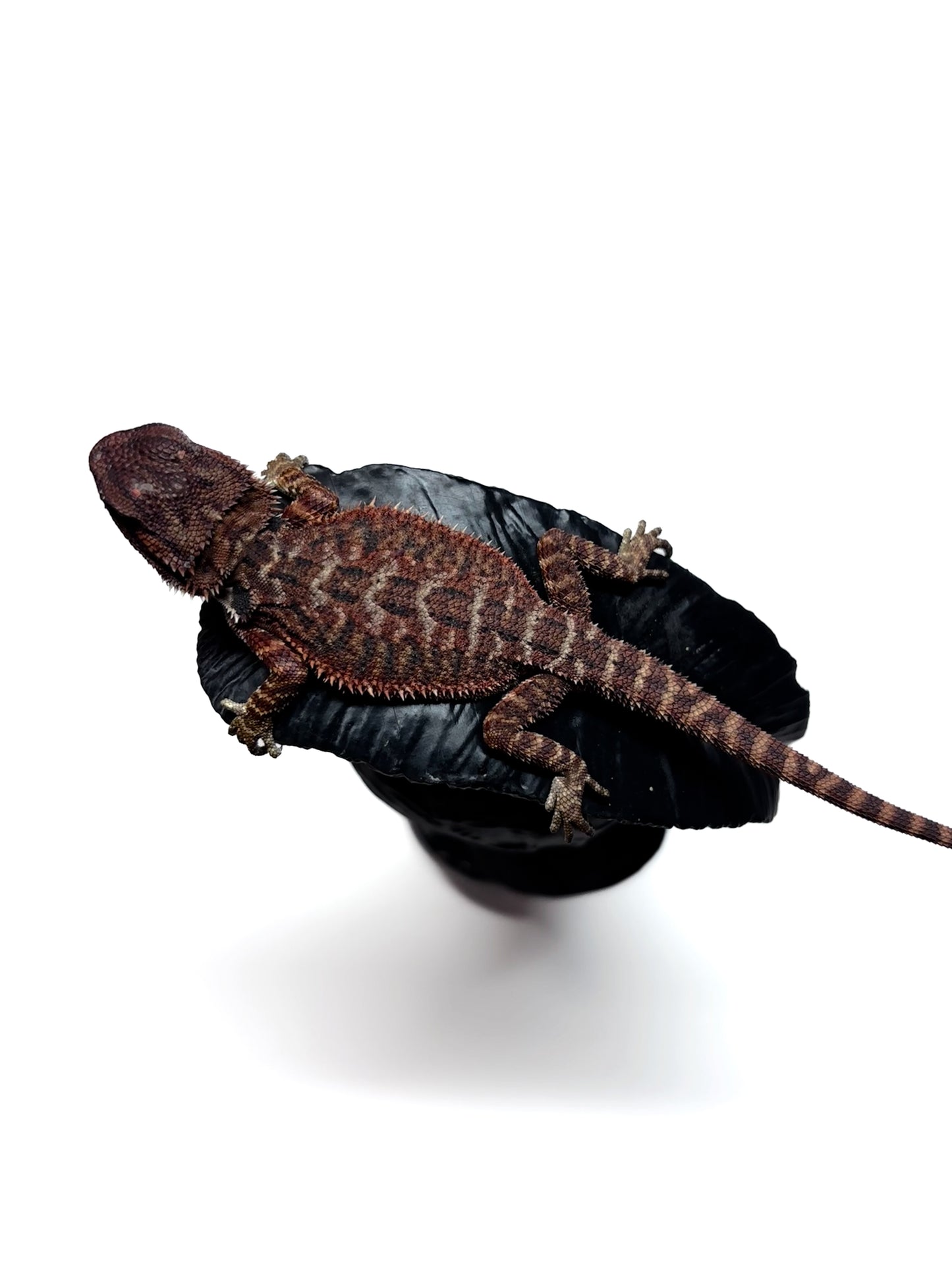 🩸#17 Extreme Dark RED MONSTER🩸