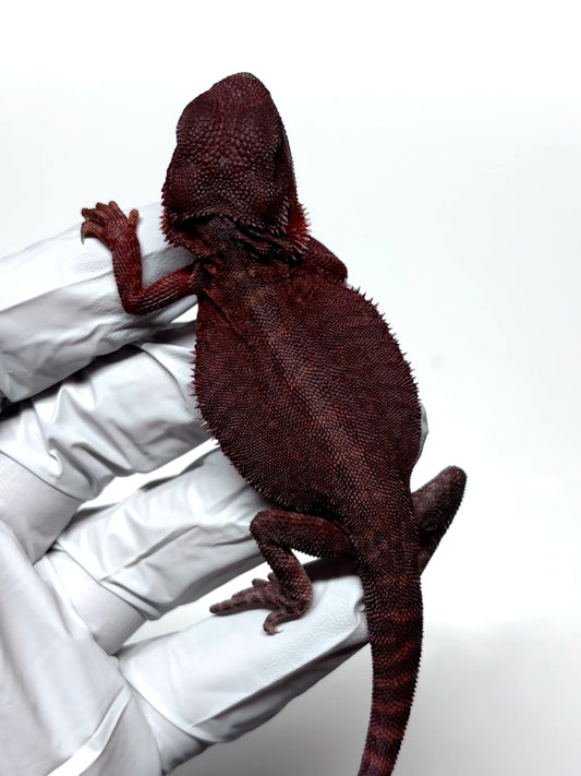 🩸#5 Extreme Dark Red Trans Monster🩸(HOLDBACK)