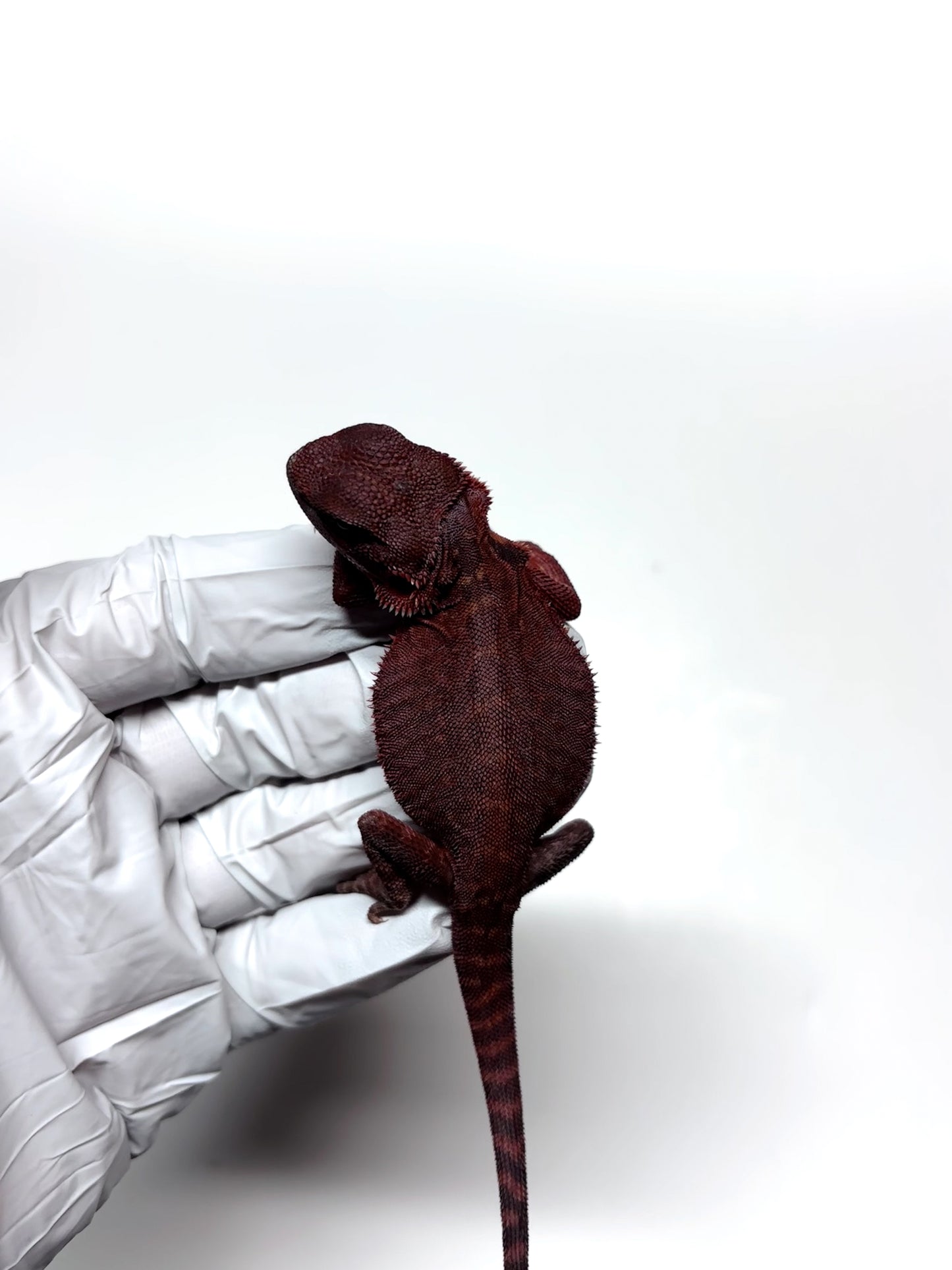 🩸#5 Extreme Dark Red Trans Monster🩸(HOLDBACK)