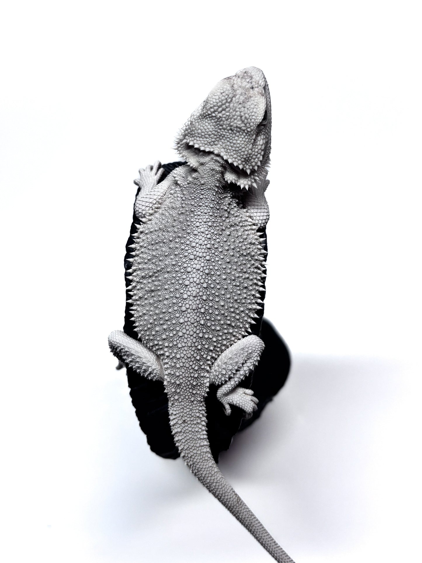 ❄️#18 Hypo Zero❄️