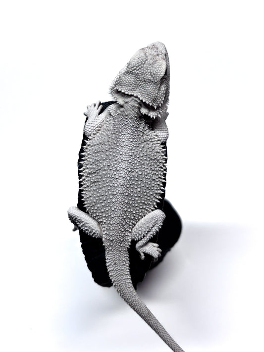 ❄️#18 Hypo Zero❄️