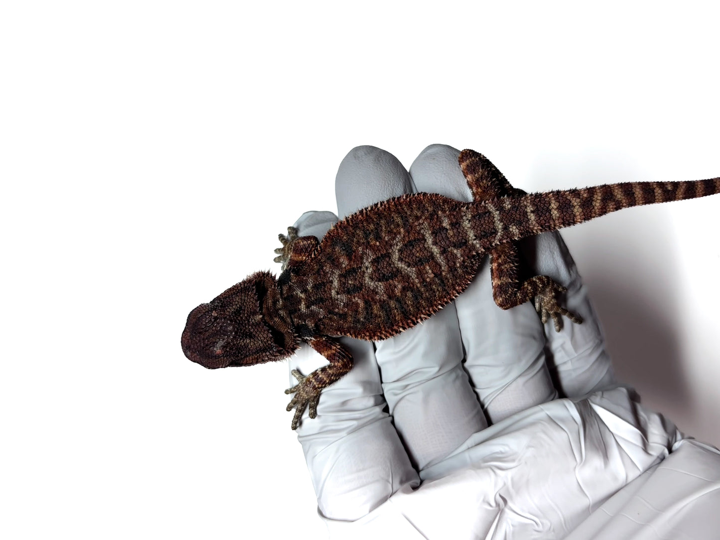 🩸#17 Extreme Dark RED MONSTER🩸