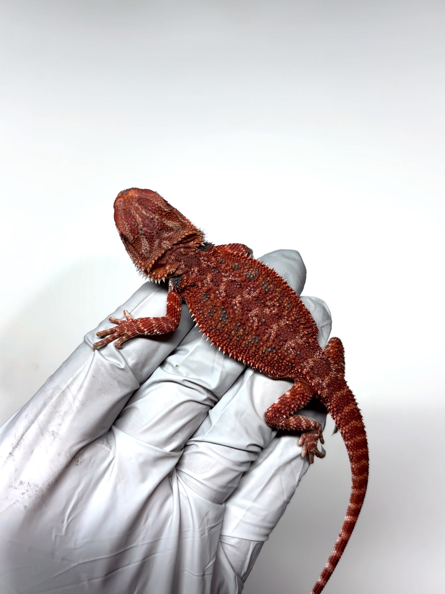 🩸#6 Extreme Dark Red Trans🩸