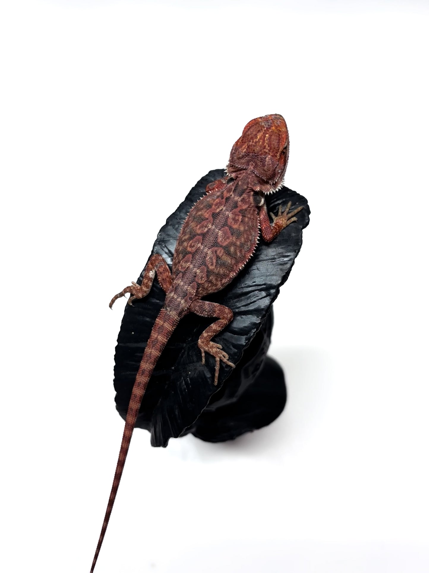 🖤☠️🩸#9 1/2 Red Monster 🩸☠️🖤