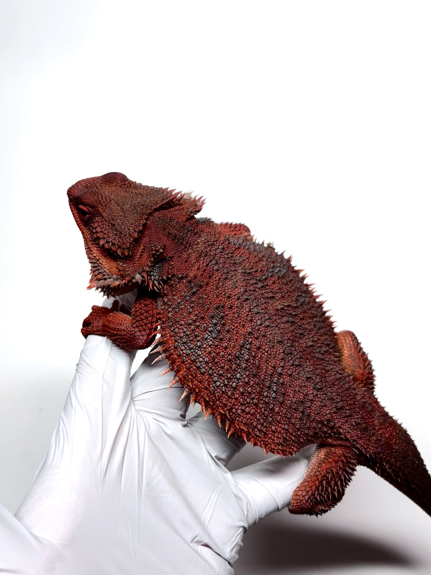 ❄️🩸#1 ADULT Red Monster Blue Tiger🩸🐯(Holdback Release)