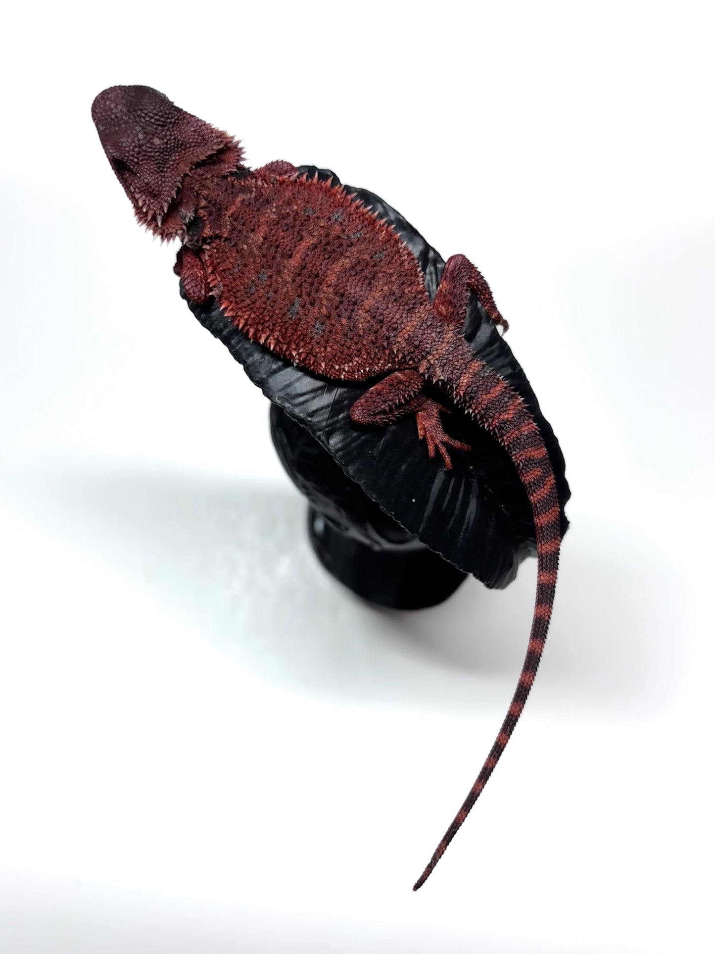 🩸#13 Extreme Dark Red Monster🩸