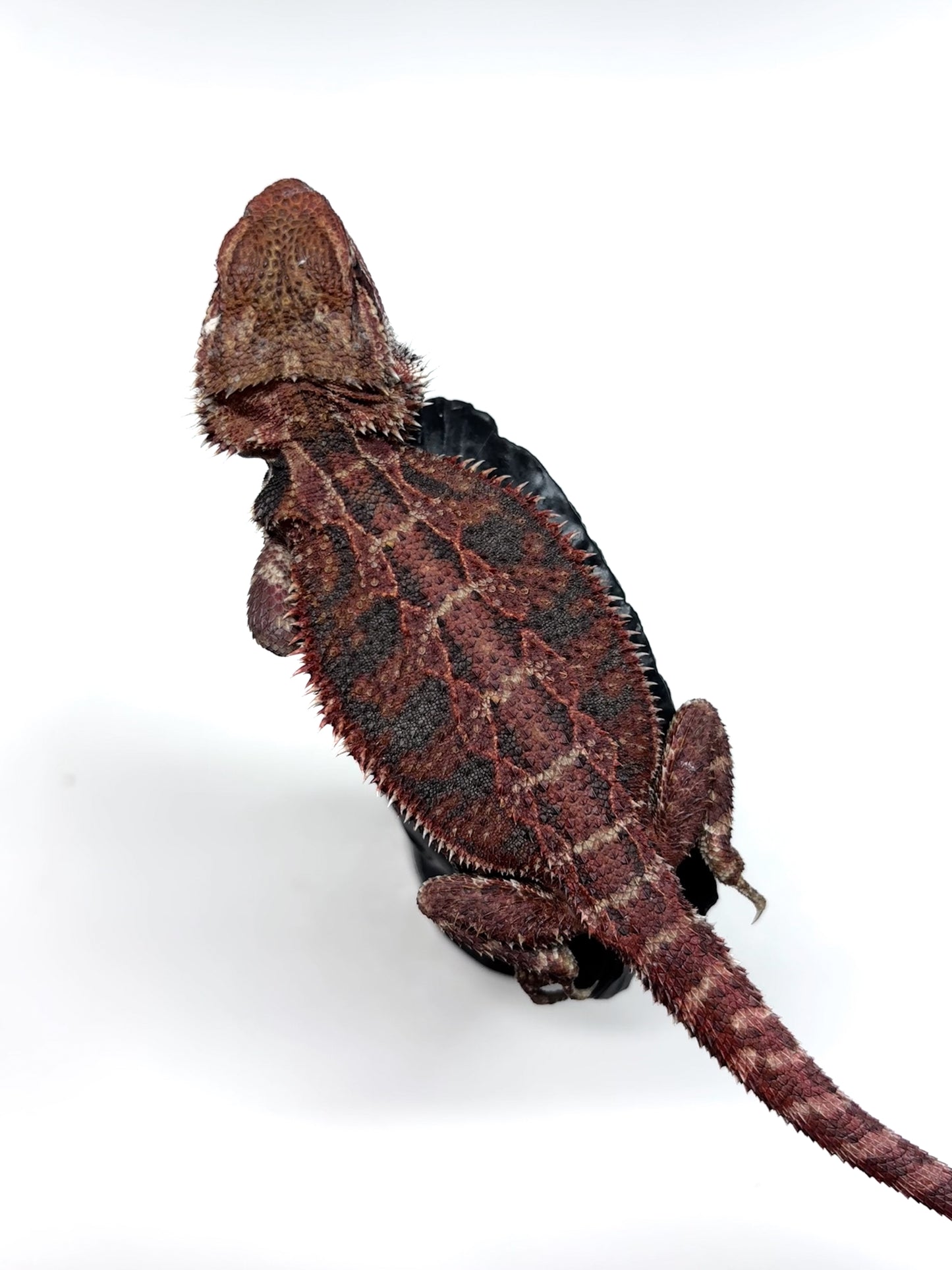 🔥#25 Red Extreme Blue Tiger🔥