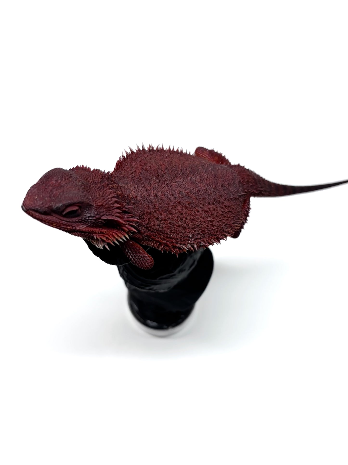 🔥#3 Extreme Dark Red Monster Trans🔥