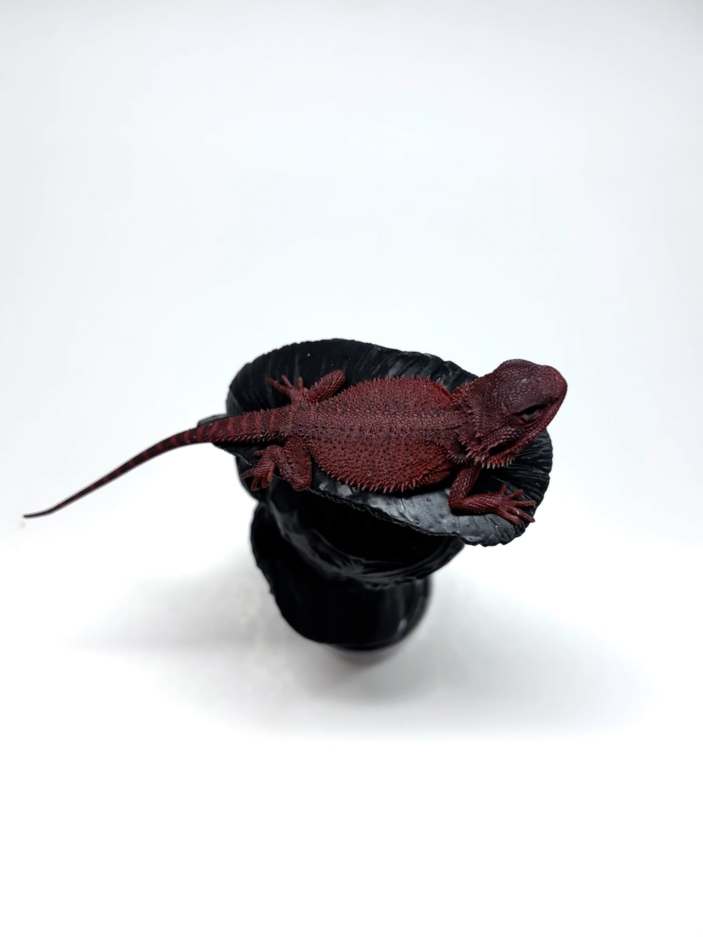 🩸#16 Extreme Dark Red Monster Trans🩸