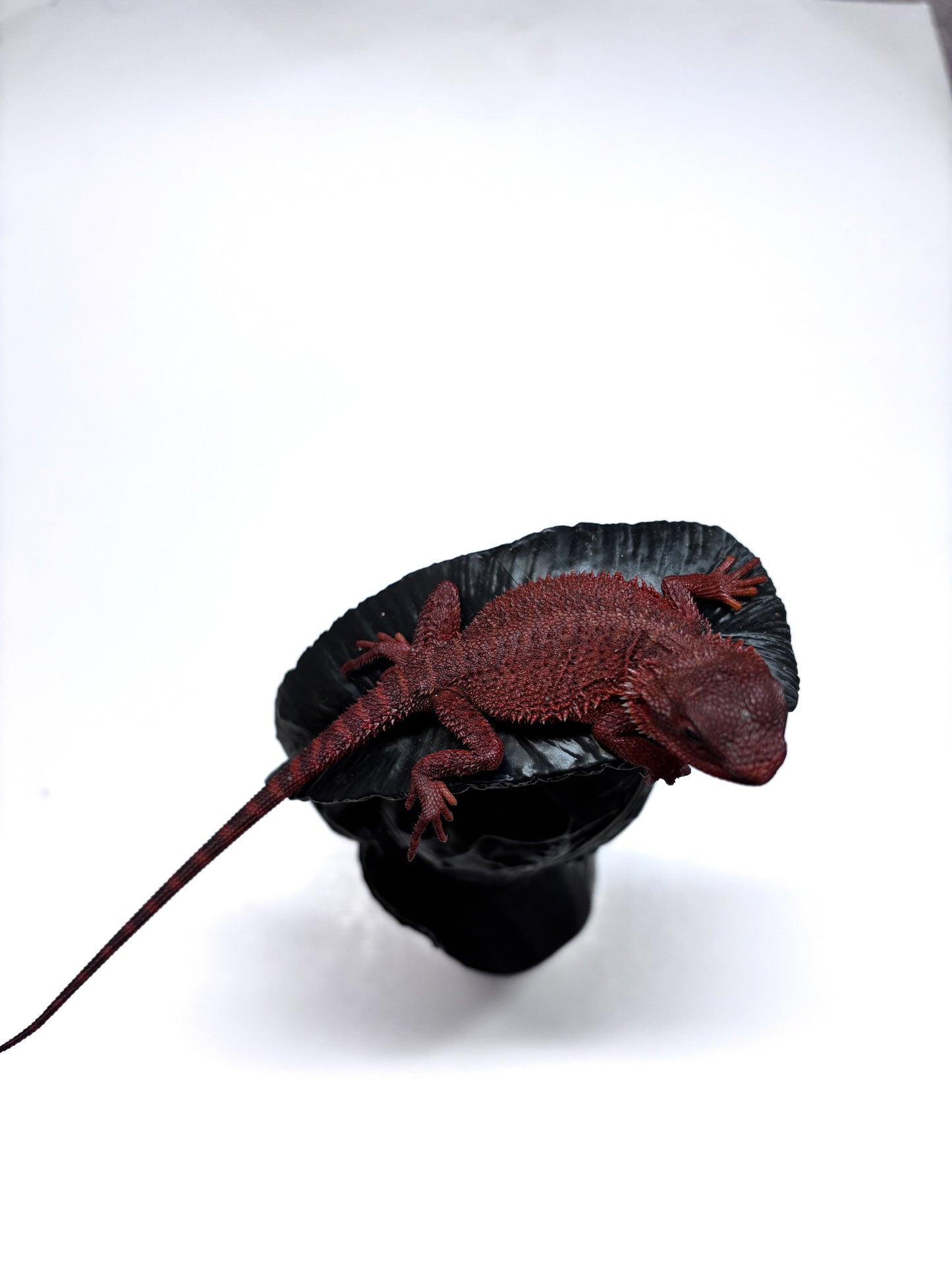 🩸#16 Extreme Dark Red Monster Trans🩸