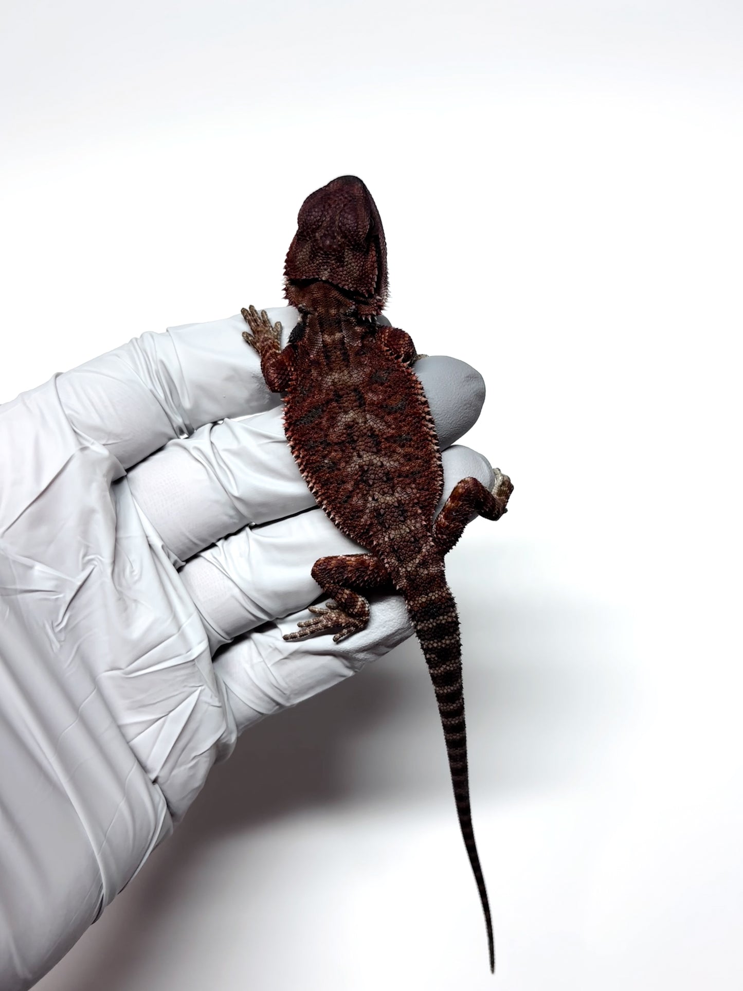 🖤#15 Dark Red Monster🖤