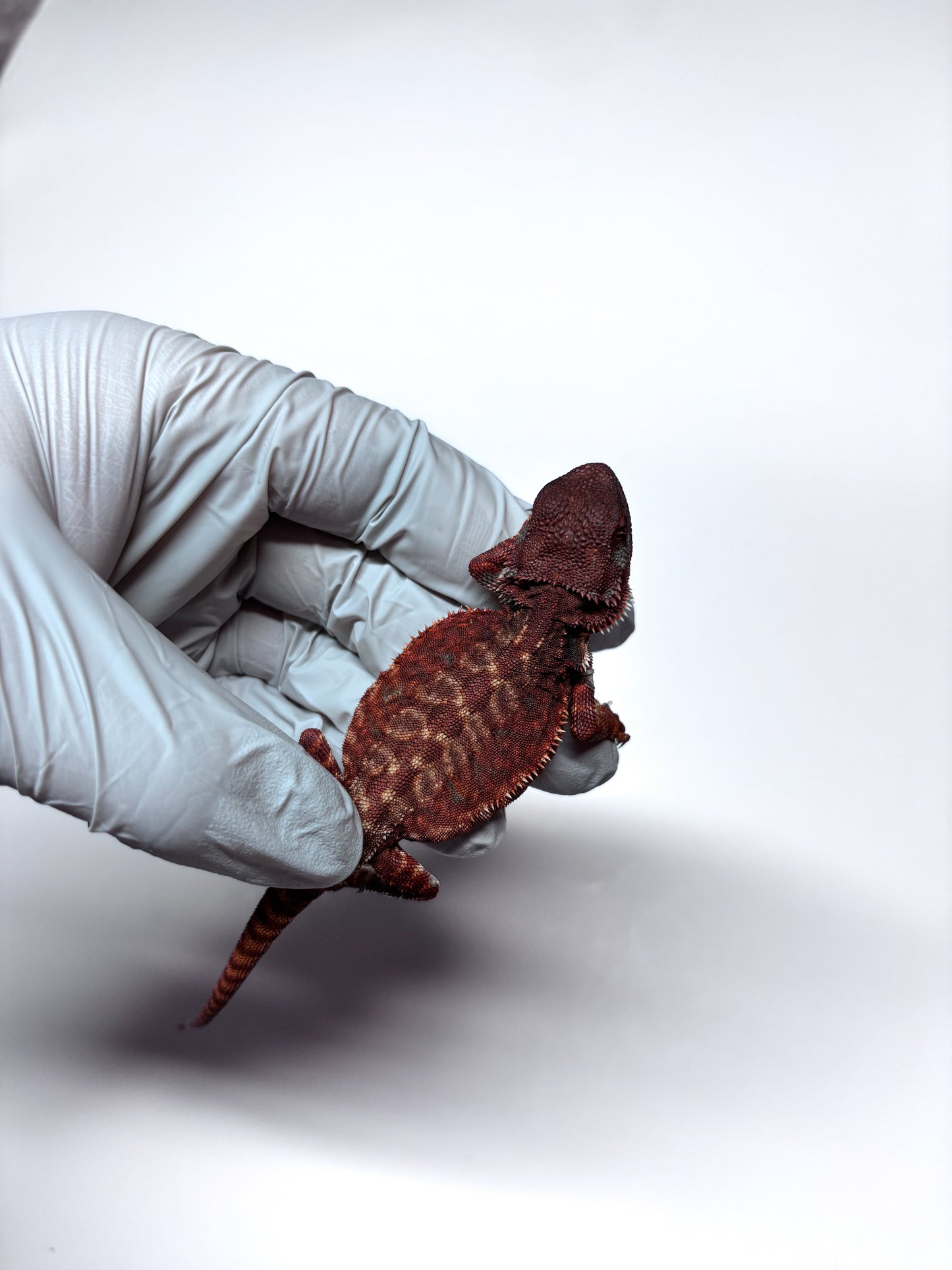 🩸🩸#10 Extreme Dark Red Monster Leatherback🩸🩸(HOLDBACK RELEASE)