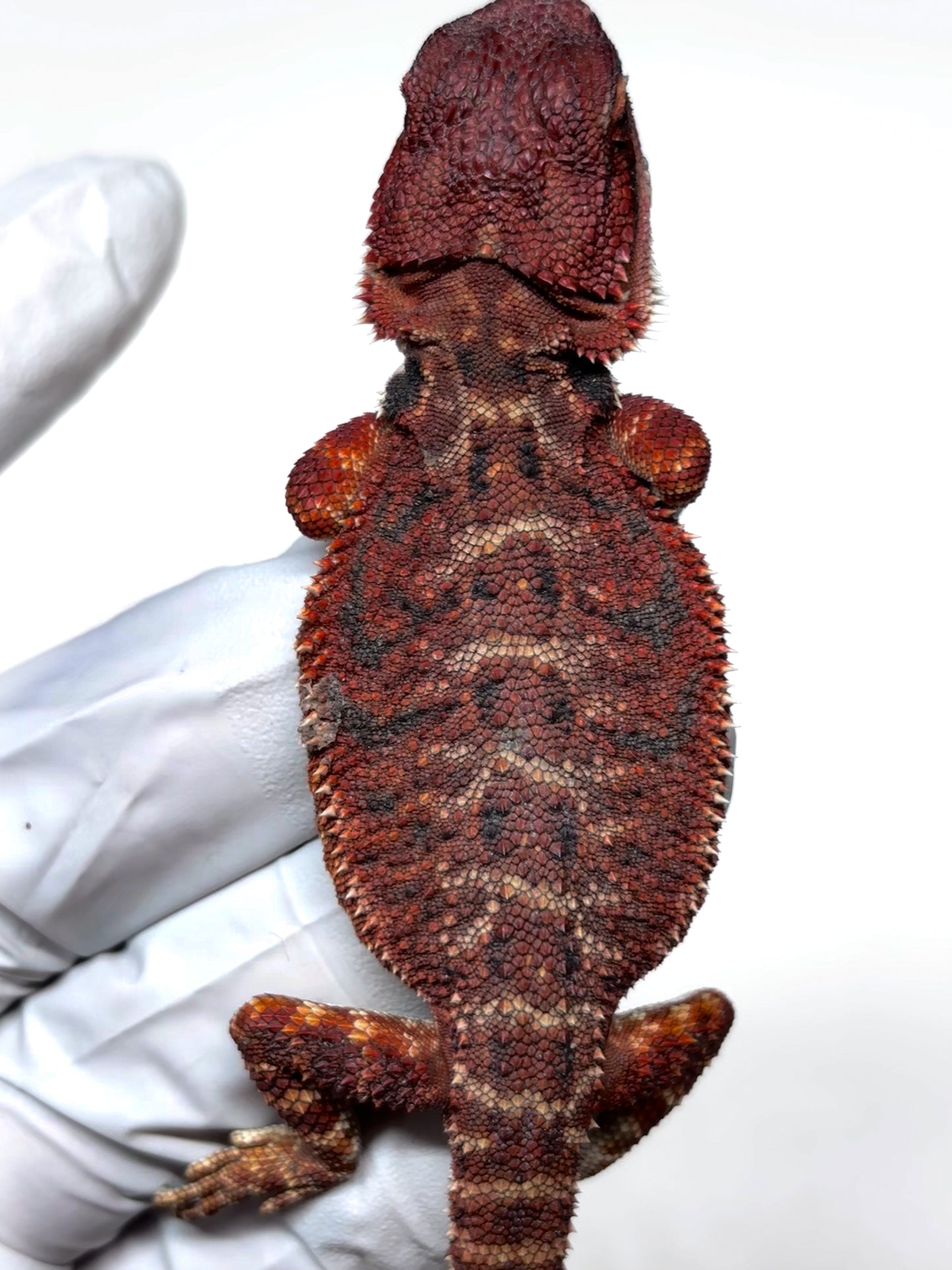 🩸 #4 Extreme Dark Red Monster Tiger🩸