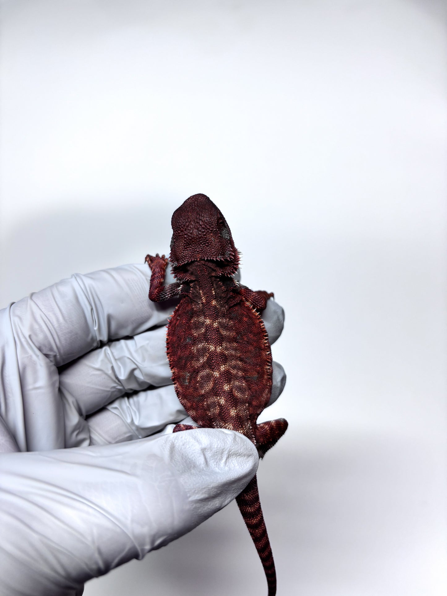 🩸🩸#10 Extreme Dark Red Monster Leatherback🩸🩸(HOLDBACK RELEASE)